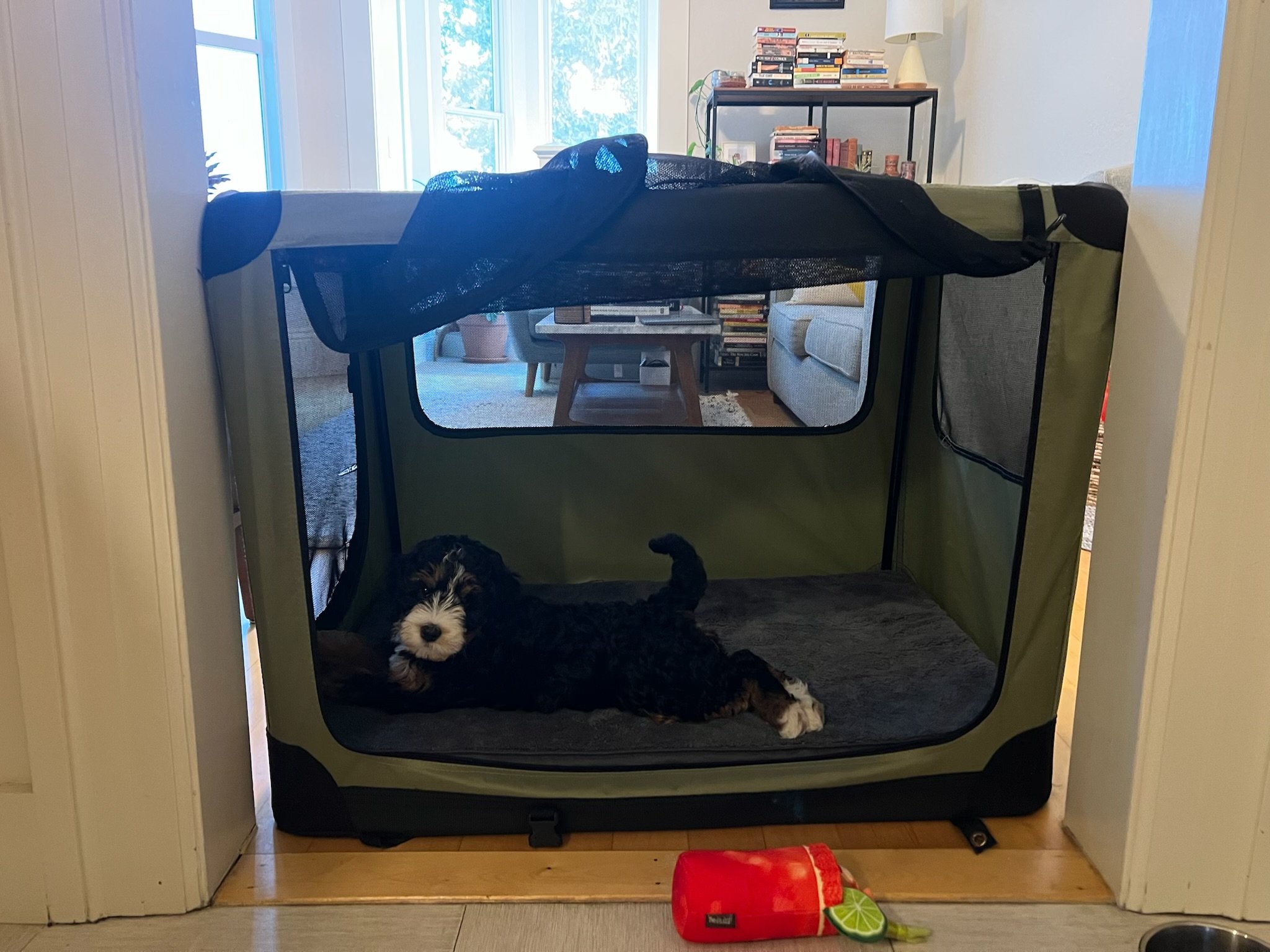 A small black, white, and brown puppy lying inside a green and black pop-up pet playpen. The playpen is situated in a doorway with a view of a living room beyond, which contains a bookshelf, a side table, and a lamp. There are large windows in the background letting in natural light.