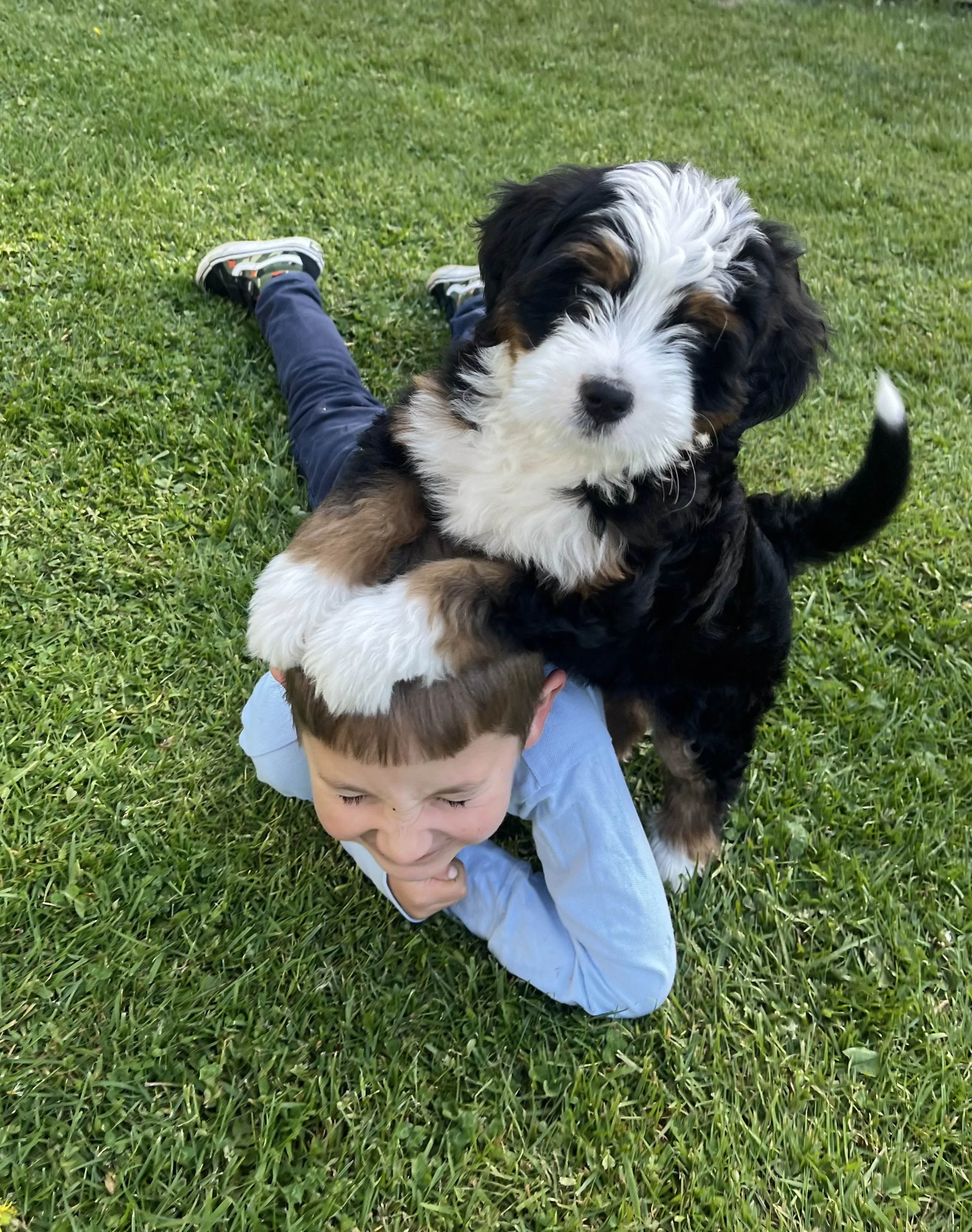A young boy in a blue shirt is lying on green grass, with an adorable black, white, and brown puppy cuddling on top of him.