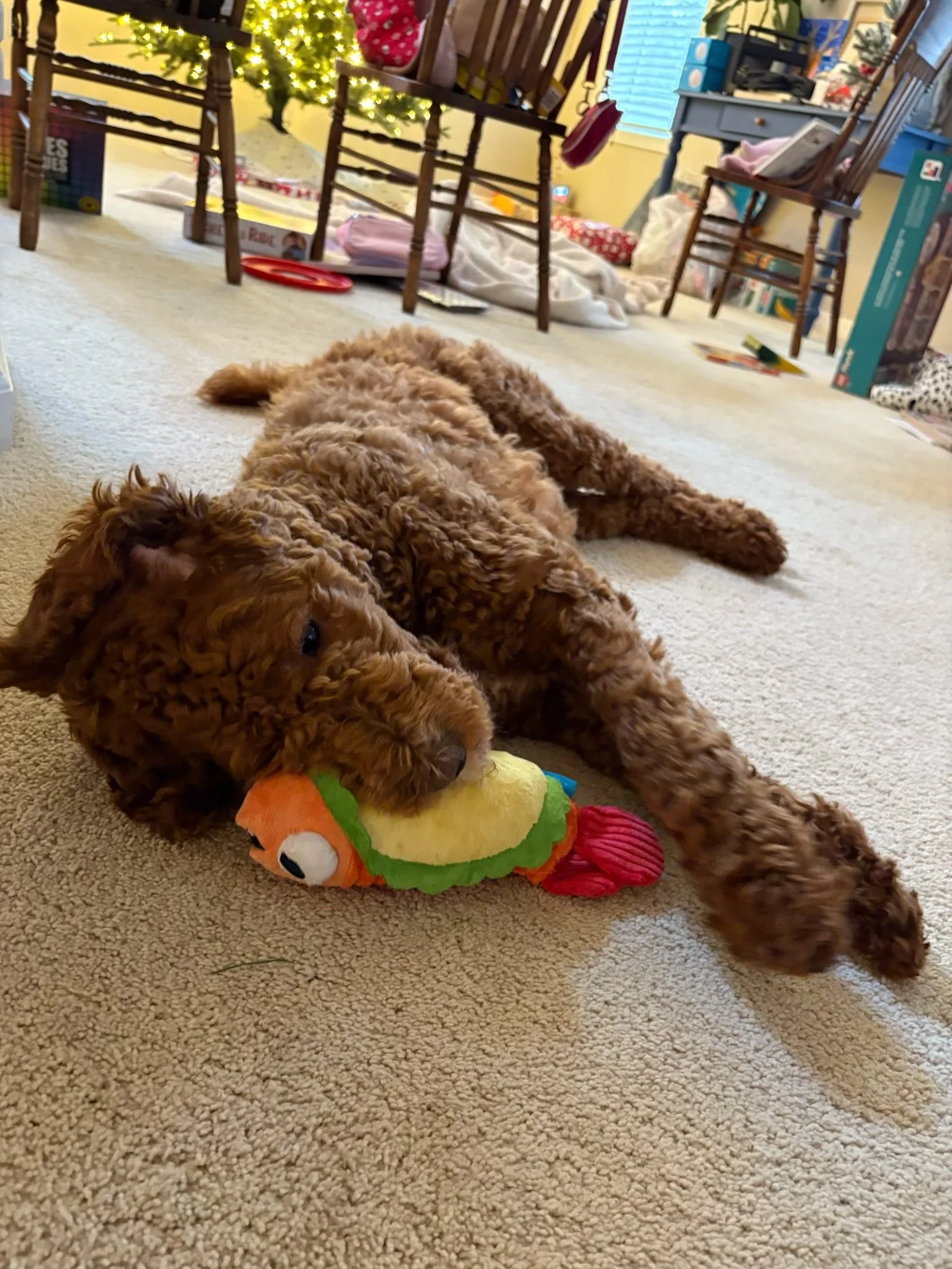 A brown, curly-haired puppy lying on a beige carpet, chewing a colorful plush toy that looks like a fish or a dragon. In the background, there are chairs, a small table, and a decorated Christmas tree with lights.