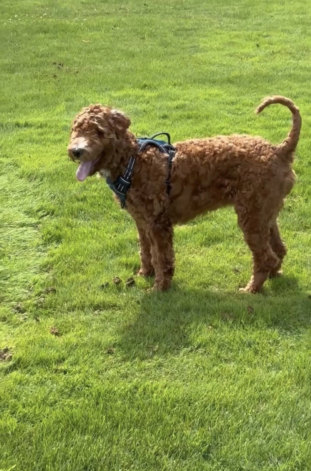 A brown dog with curly fur on a grassy field wearing a black harness, with its tongue out and tail curled upward.