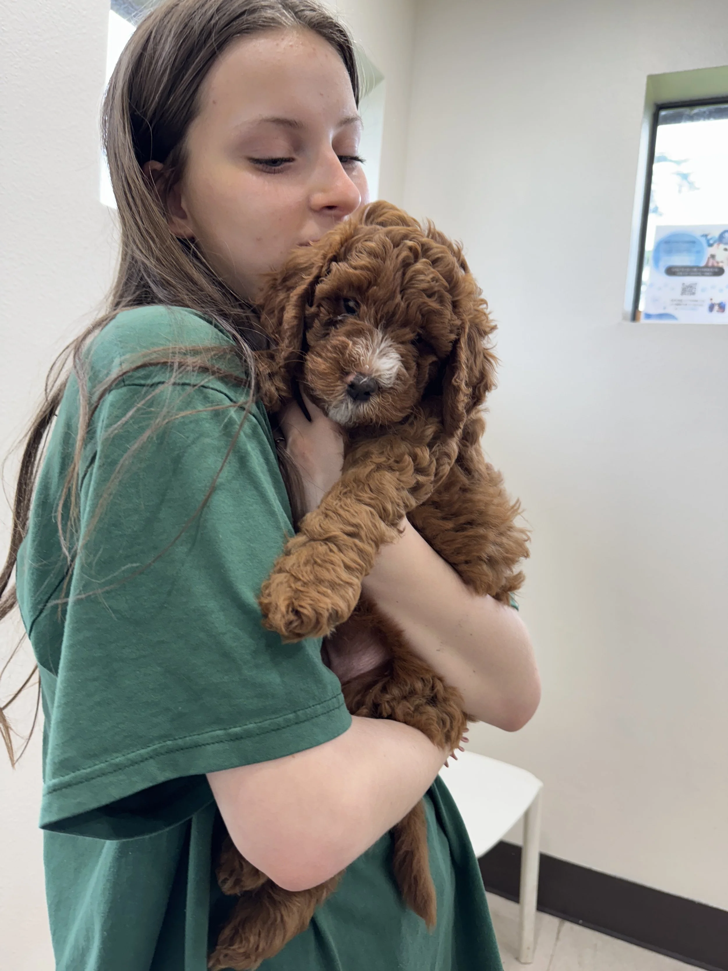 A young woman with long brown hair, wearing a green T-shirt, is holding and cuddling a small, curly-haired brown puppy.