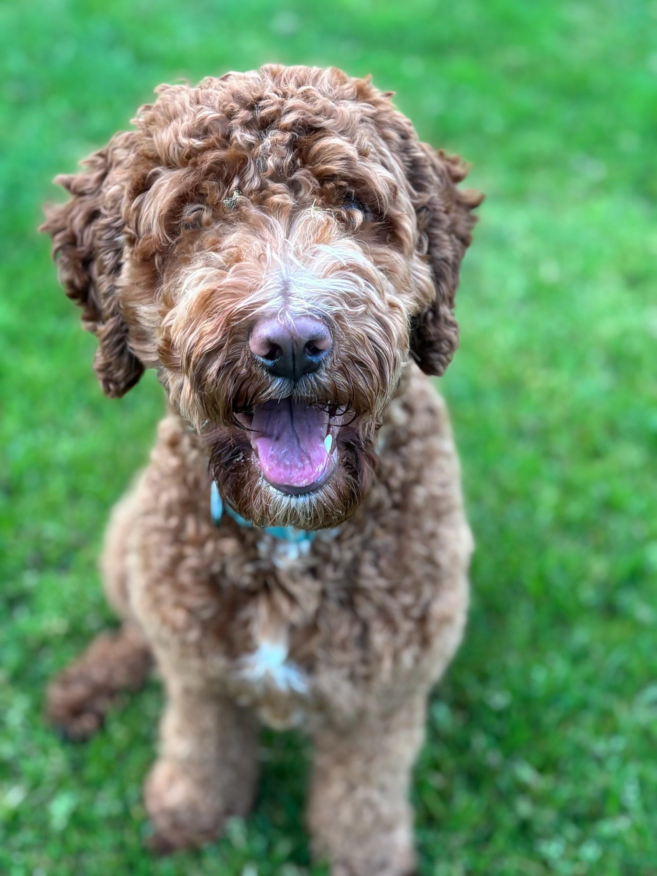 A fluffy brown dog with curly fur standing on green grass, with its mouth open and tongue out, looking at the camera.