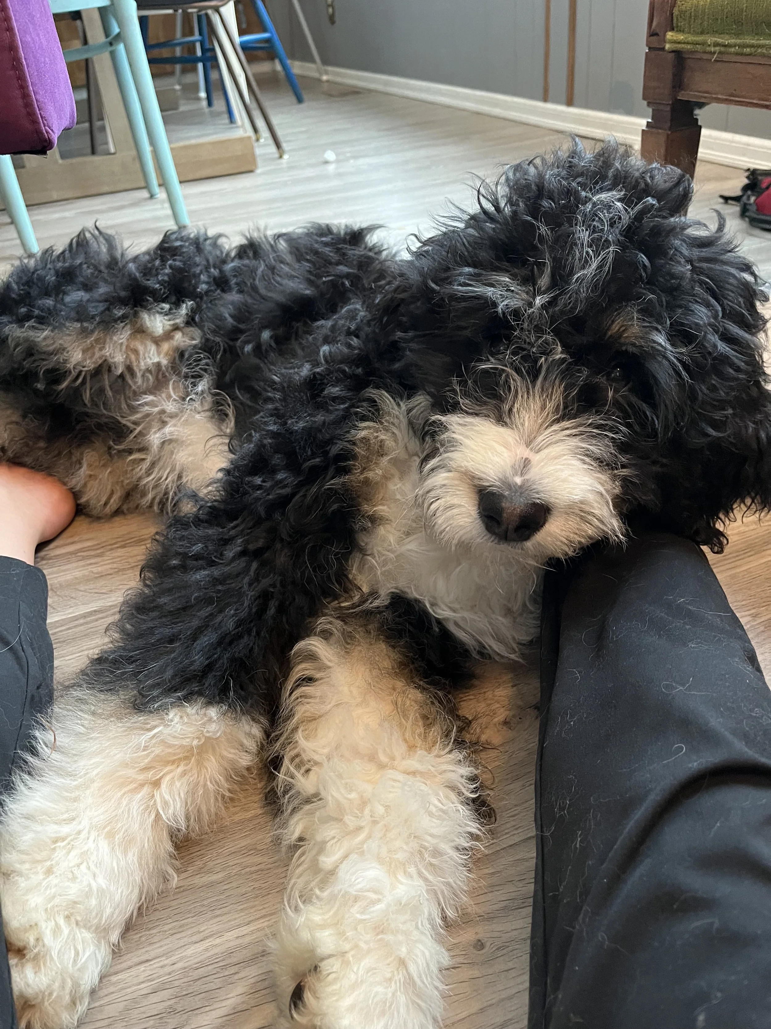 A fluffy black and white puppy with curly fur lying on a wooden floor, resting its head against a person's leg.