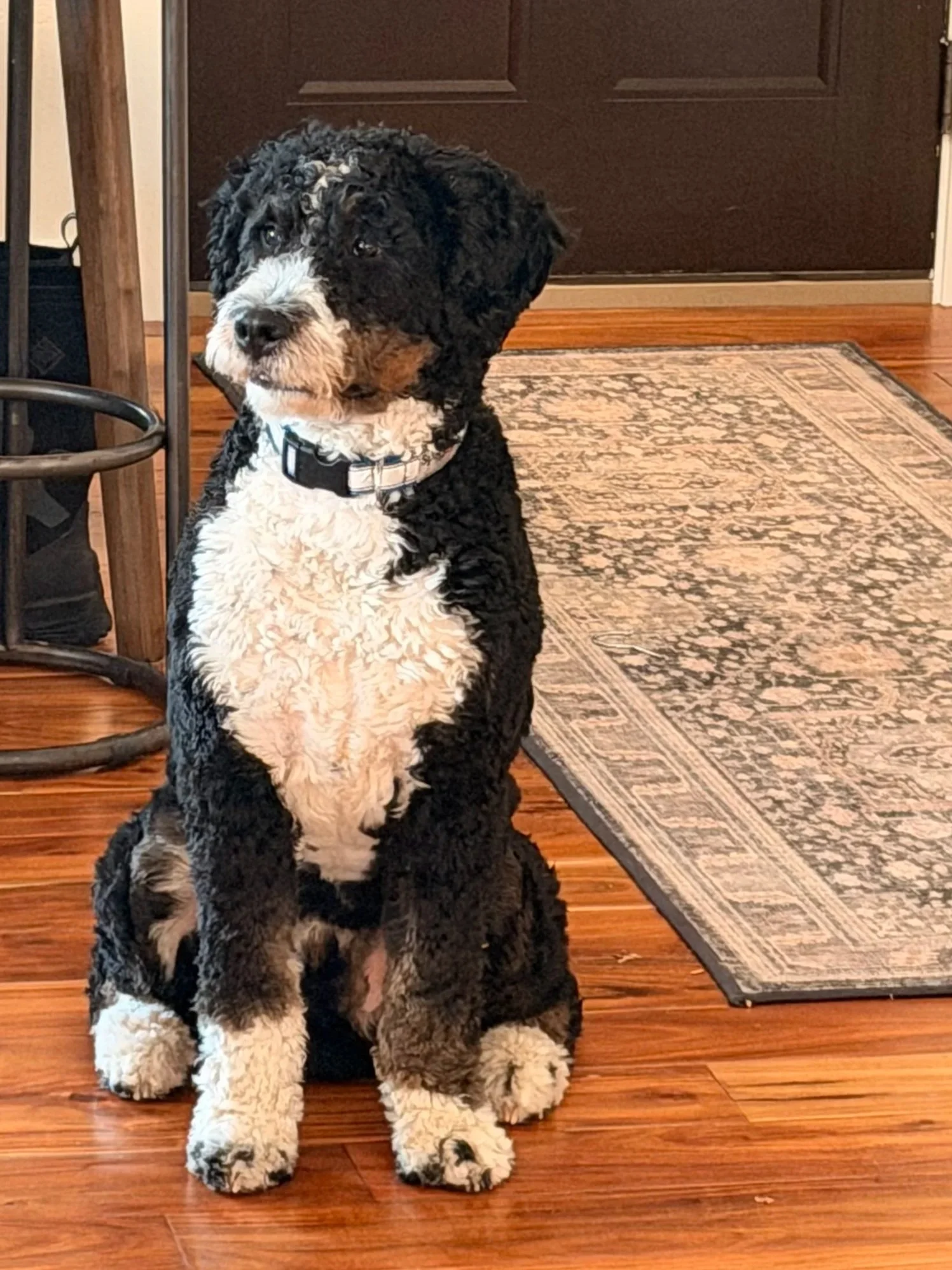 A black and white Bernedoodle puppy sitting on a wooden floor in front of a rug, with a brown door in the background.