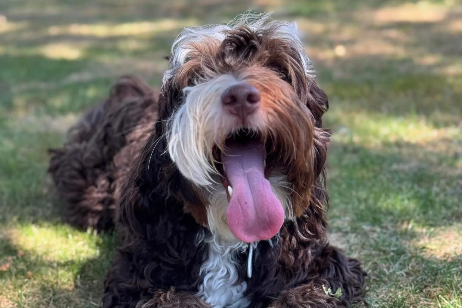 A brown and white furry dog with long hair, lying on the grass, yawning with its tongue hanging out.