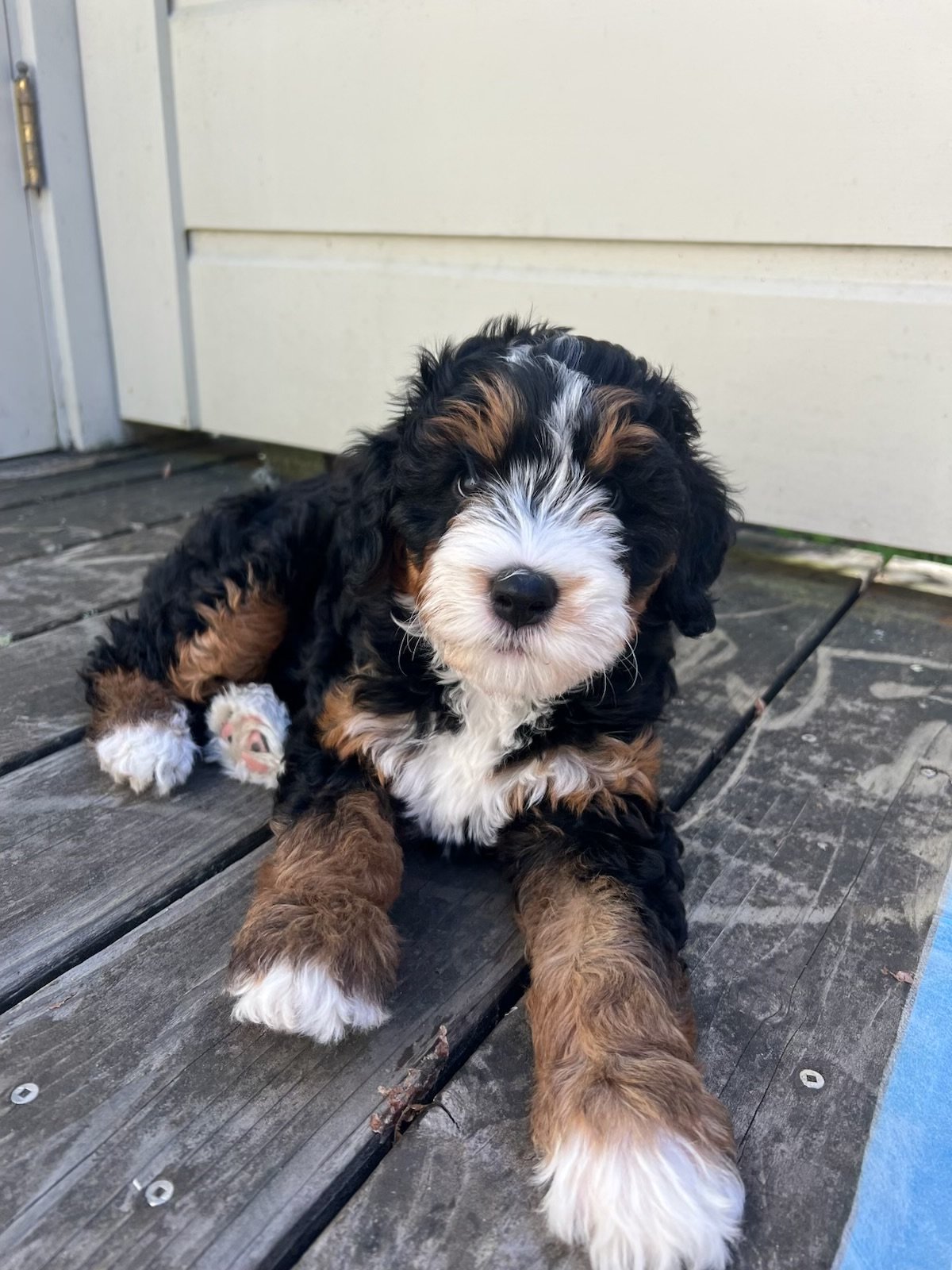 Cute black, white, and brown trimmed puppy lying on wooden deck outside near a white wall.