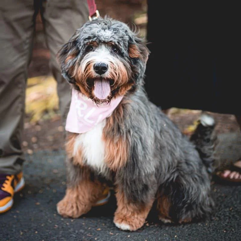 A happy, fluffy Australian Shepherd puppy with a curly coat, sitting outdoors with a pink bandana around its neck, and holding its tongue out.