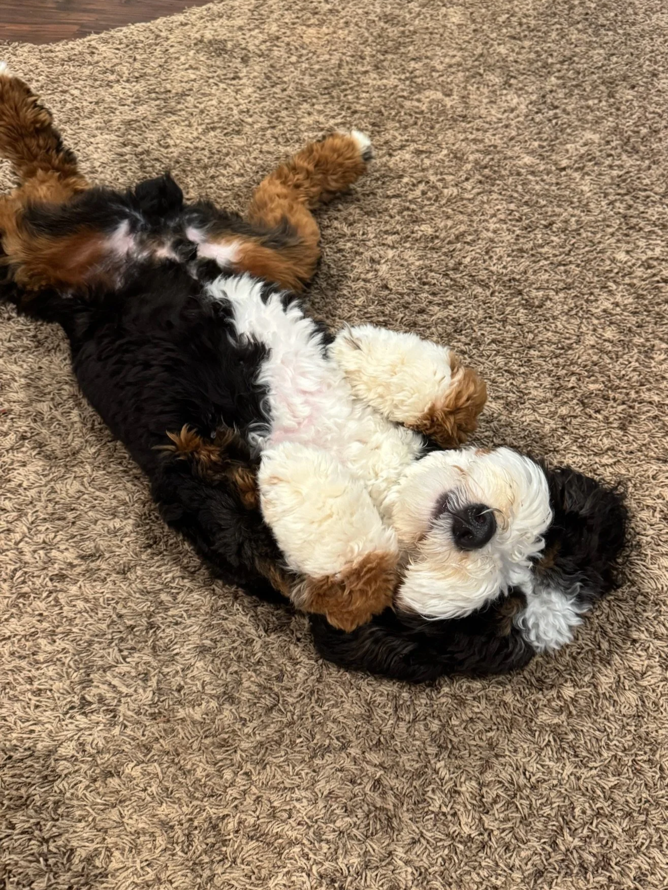 Two puppies lying on their backs on a brown textured carpet, with one puppy's head resting on the other's belly and their eyes closed.
