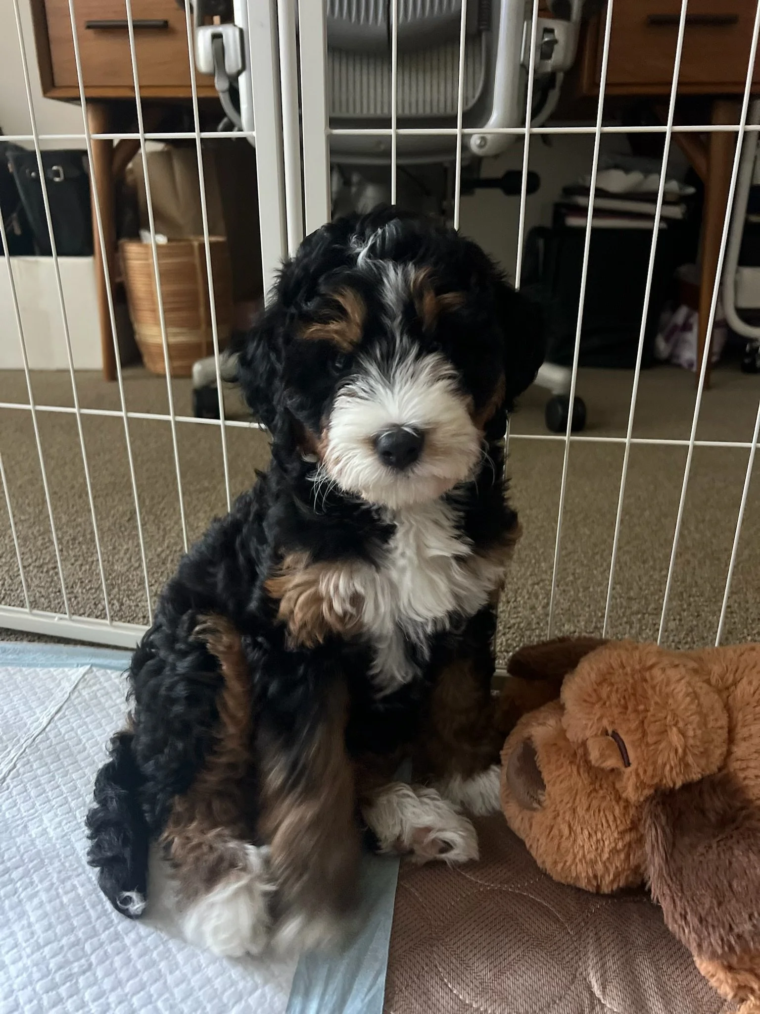 A black, brown, and white puppy with curly fur sitting behind a white metal gate, with a brown plush dog bed nearby and a person’s shoe visible in the bottom right corner.