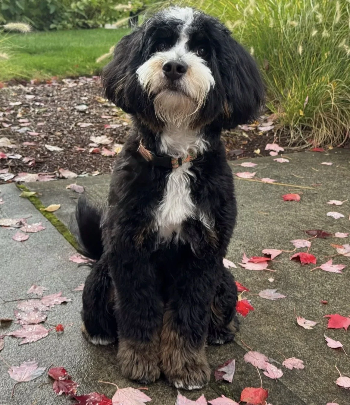 A puppy with black, white, and brown fur sitting on a sidewalk with fallen autumn leaves, greenery, and plants in the background.