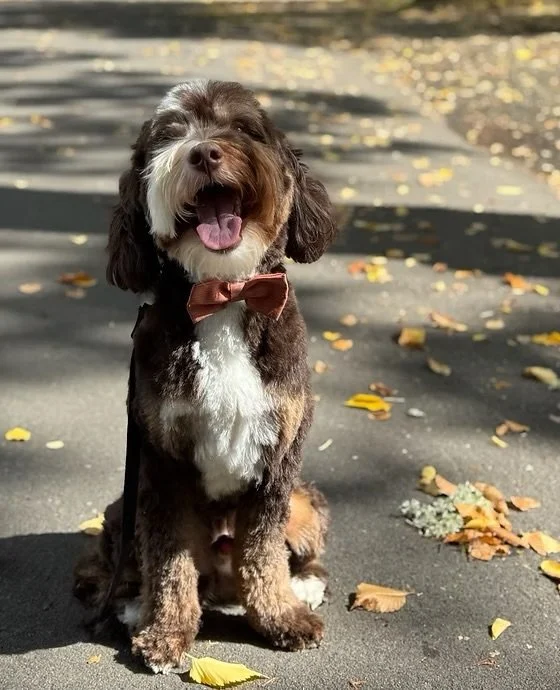 A happy brown and white dog sitting outdoors on a paved surface with fallen leaves, wearing a pink bow tie.