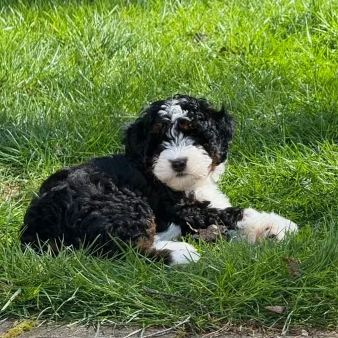 A black and white puppy with curly fur lying on green grass in a sunny outdoor setting.
