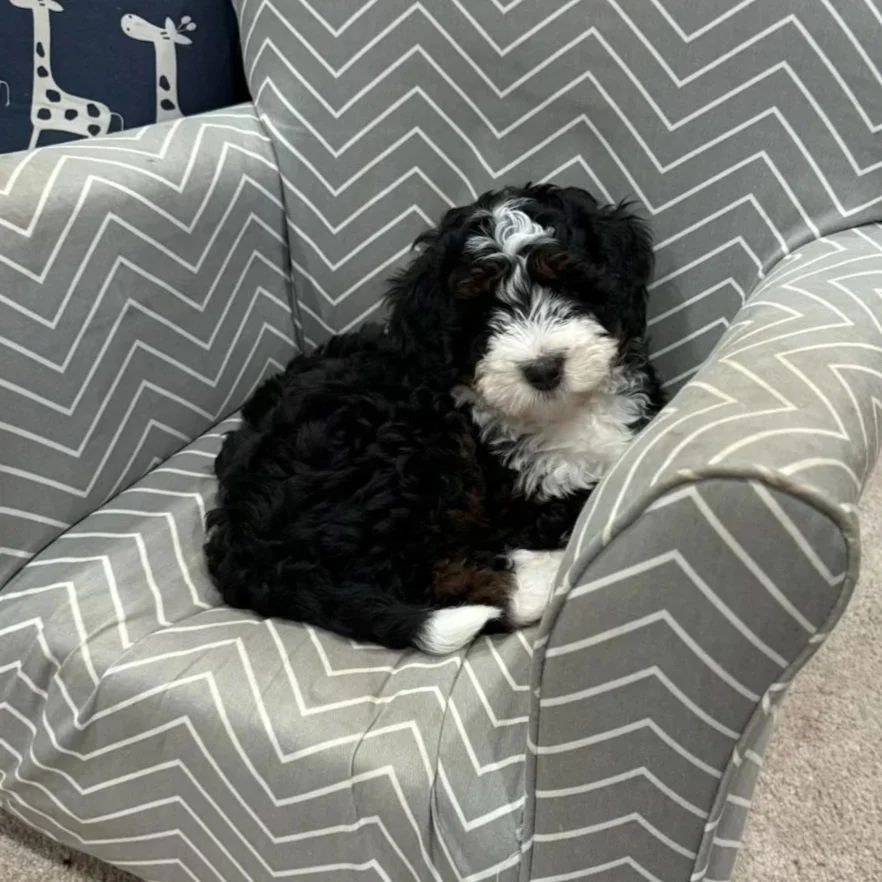A black and white curly-haired puppy sitting on a gray and white chevron-patterned armchair.