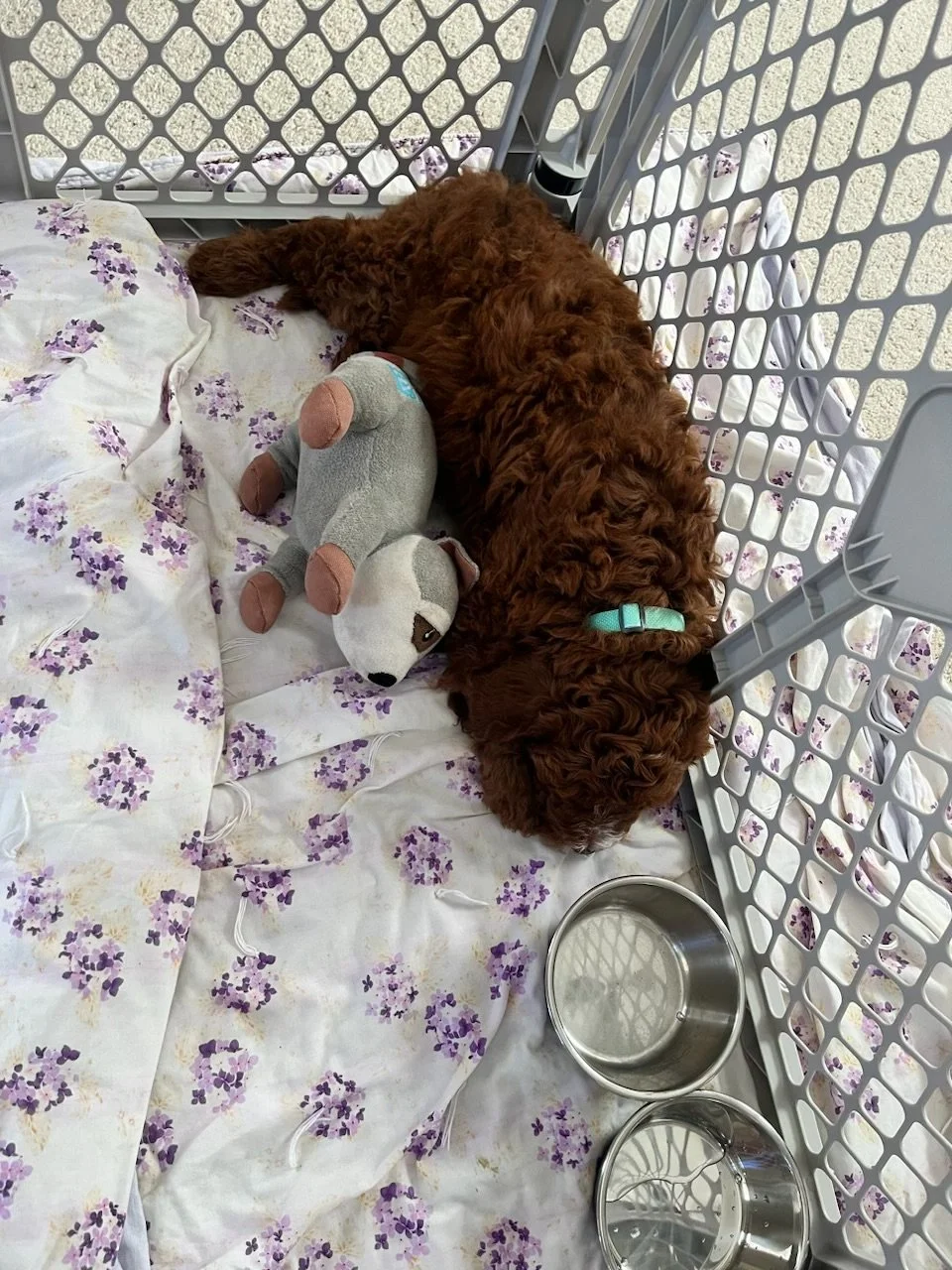A brown curly-haired puppy lying down inside a pet crate with a purple-flowered blanket, next to a plush toy, and two empty metal bowls.