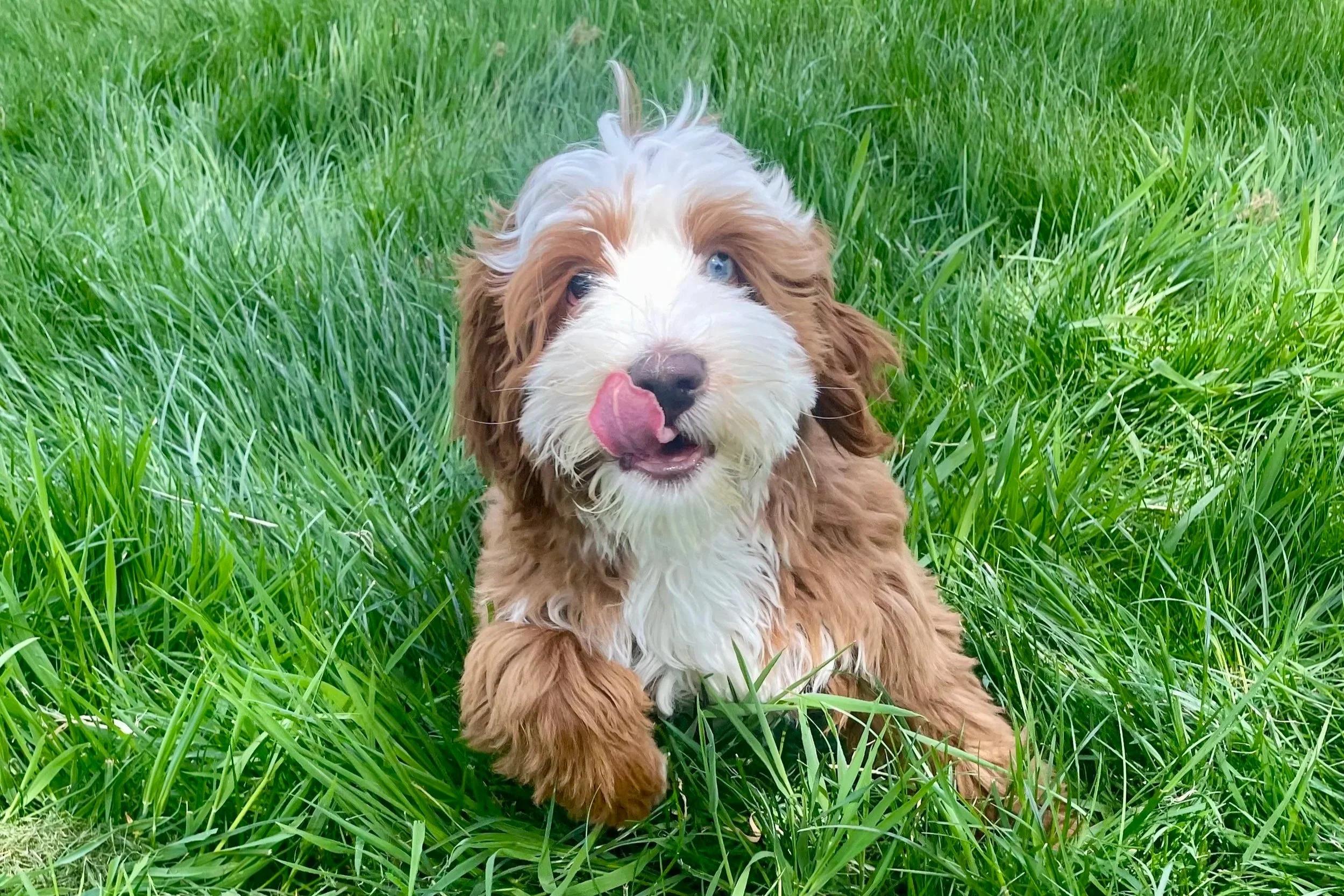 A cute brown and white puppy laying in the grass, licking its nose, with one eye blue and one eye partially closed.