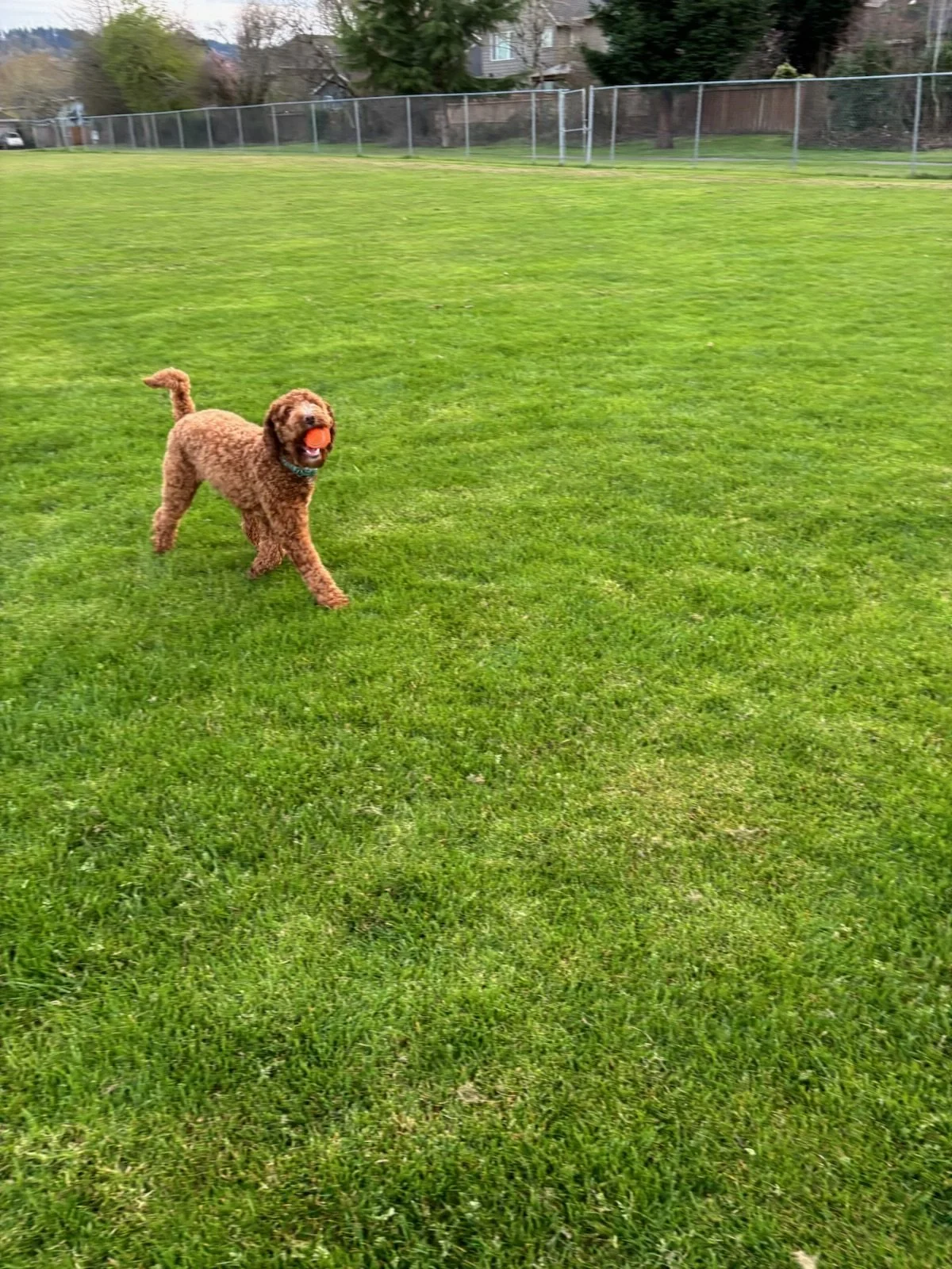A brown curly-coated dog playing with an orange ball in a grassy park. The park has a chain-link fence and trees in the background.