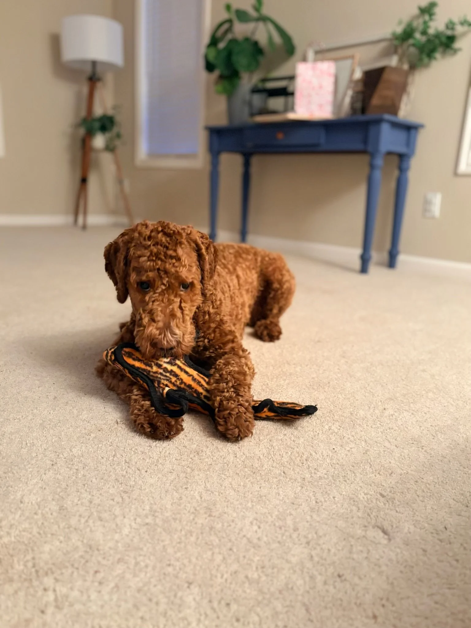 A small brown puppy lying on beige carpet with a black and orange toy in its paws, in a room with a blue table, a green plant, and a window in the background.