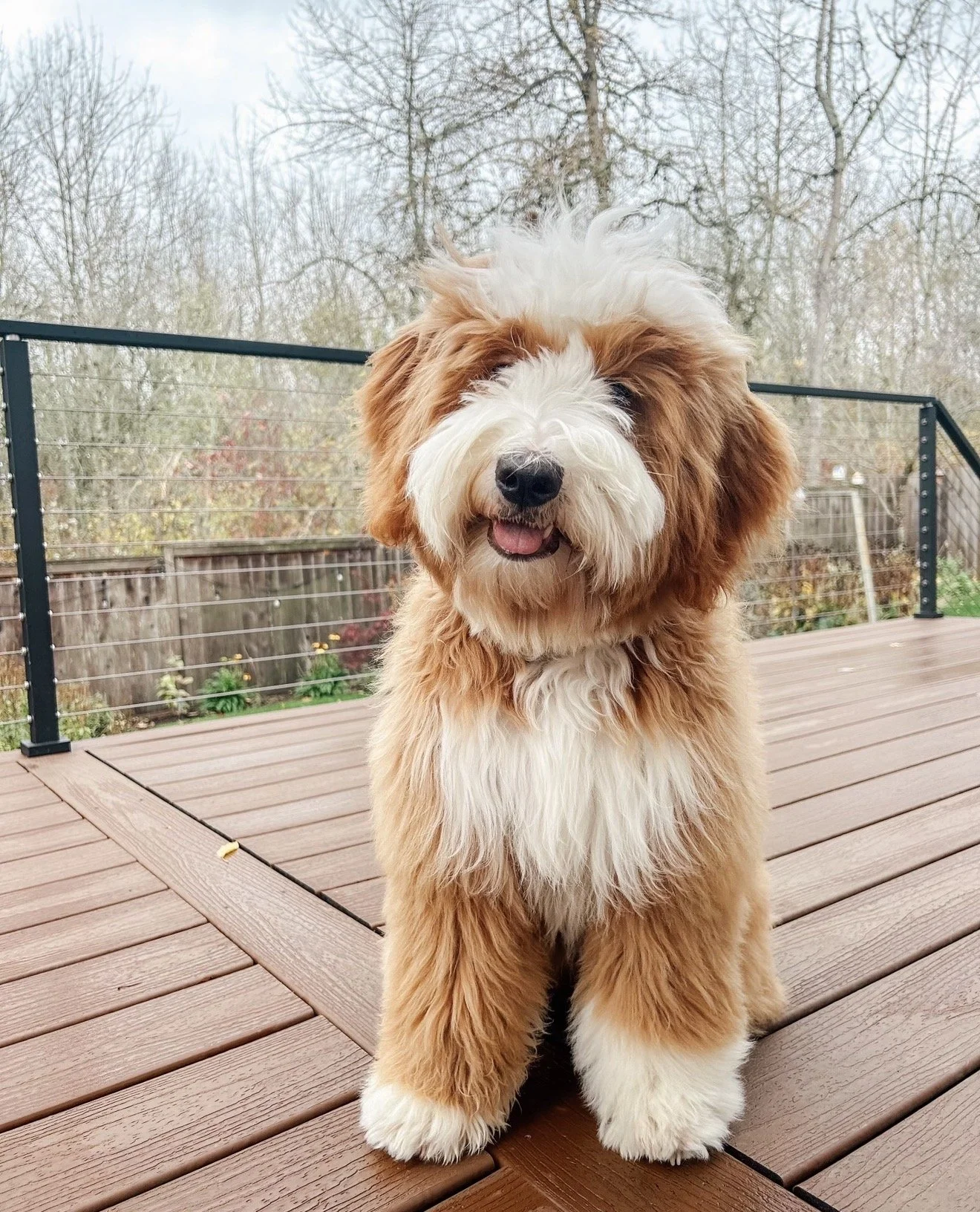 A fluffy brown and white dog sitting on a wooden deck with a metal railing, trees, and cloudy sky in the background.