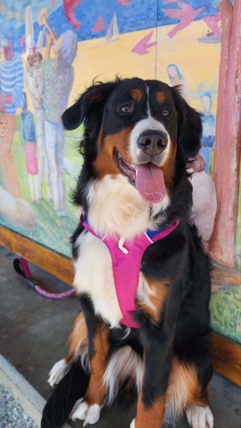A happy Bernese Mountain Dog sitting in front of a colorful, abstract mural that depicts people and beach scenery.