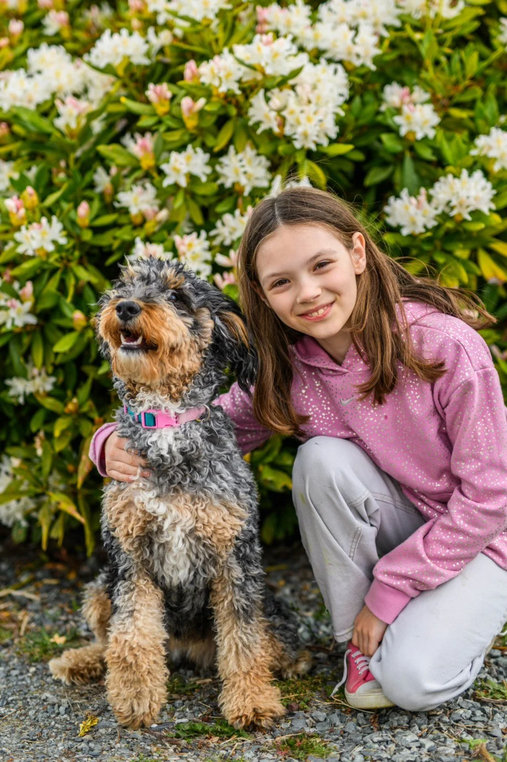 A young girl with long brown hair, wearing a pink hoodie and gray pants, kneeling next to a curly-haired dog with black, white, and tan fur, in front of green bushes with white and pink flowers.