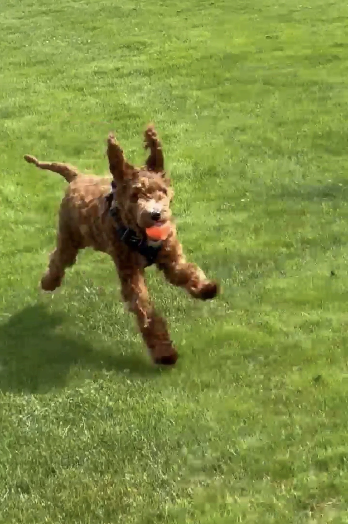A brown dog running on green grass with a small orange ball in its mouth.