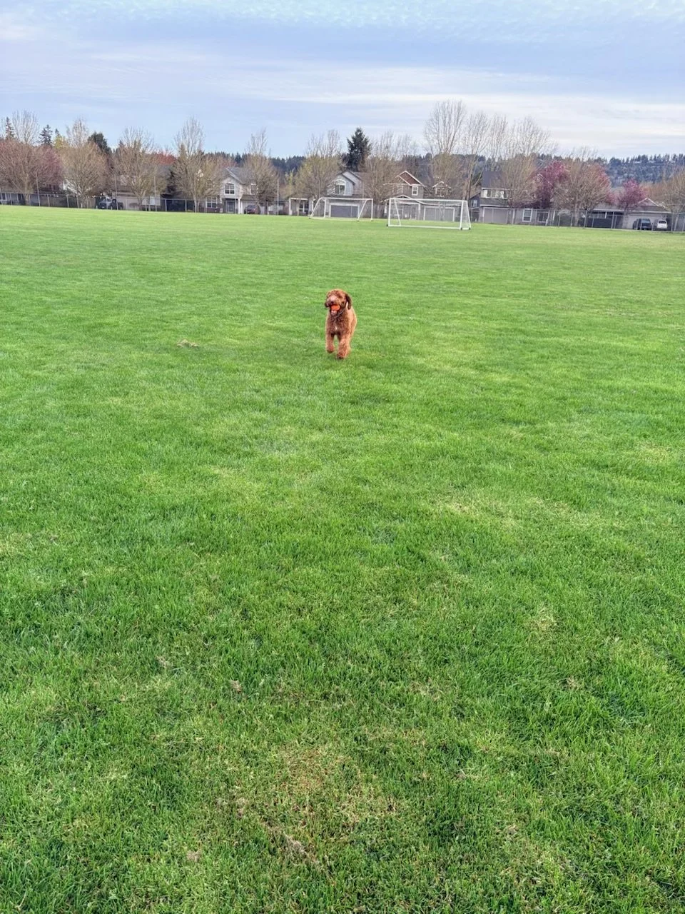 A brown dog running on a large grassy field with soccer goals in the background and trees and houses beyond.