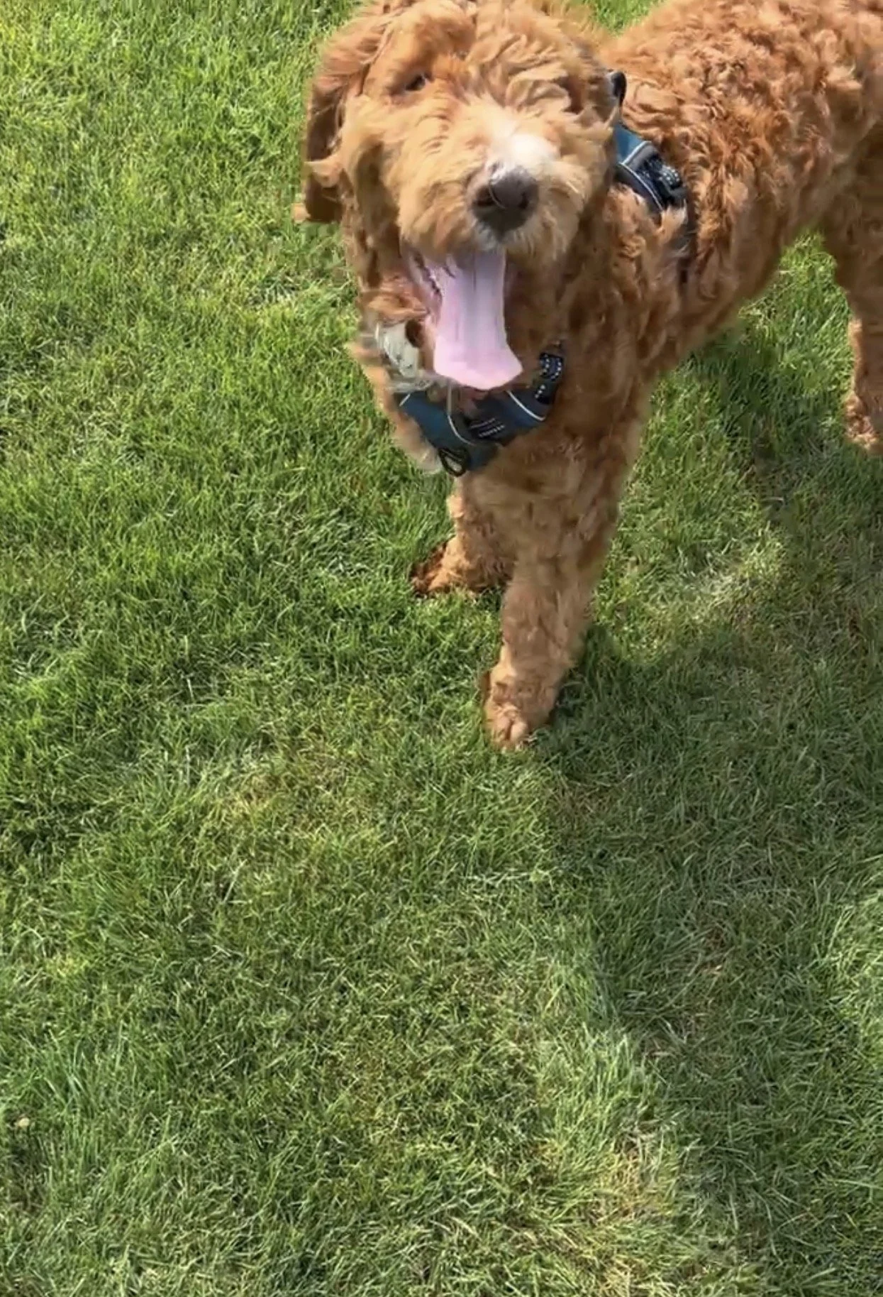 A curly-haired brown puppy walking on green grass and yawning widely.