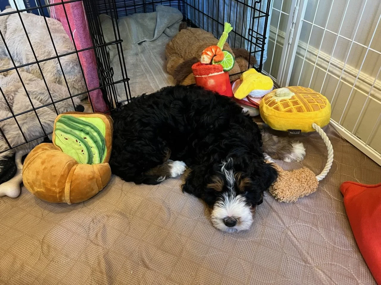 A puppy sleeping inside a playpen with plush toy food and toys, including a waffle-shaped toy, a slice of avocado plush, and a toy drink cup with garnishes.