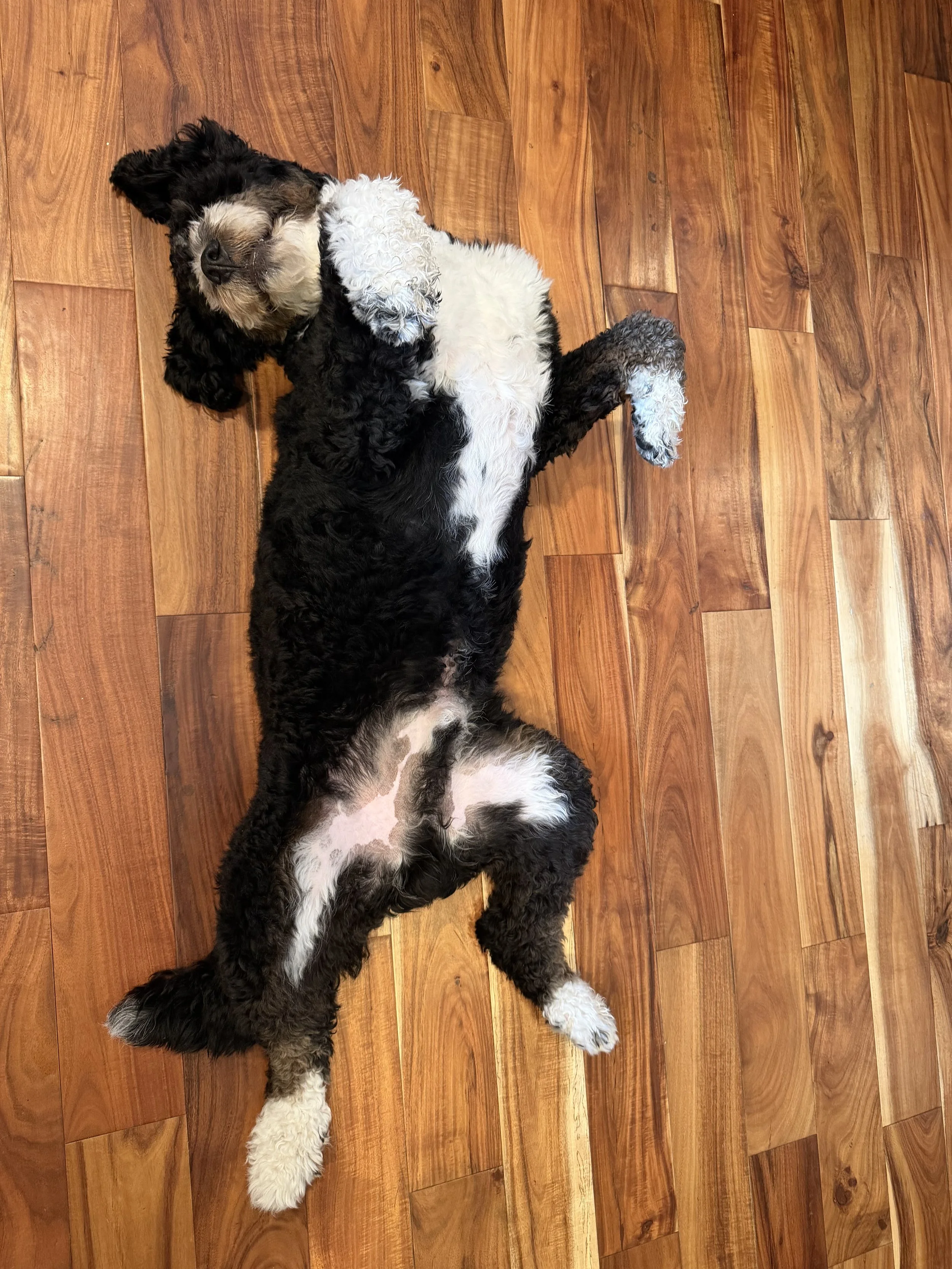 A black and white curly-haired puppy lying on its back on a wooden floor, eyes closed, with one paw slightly raised.