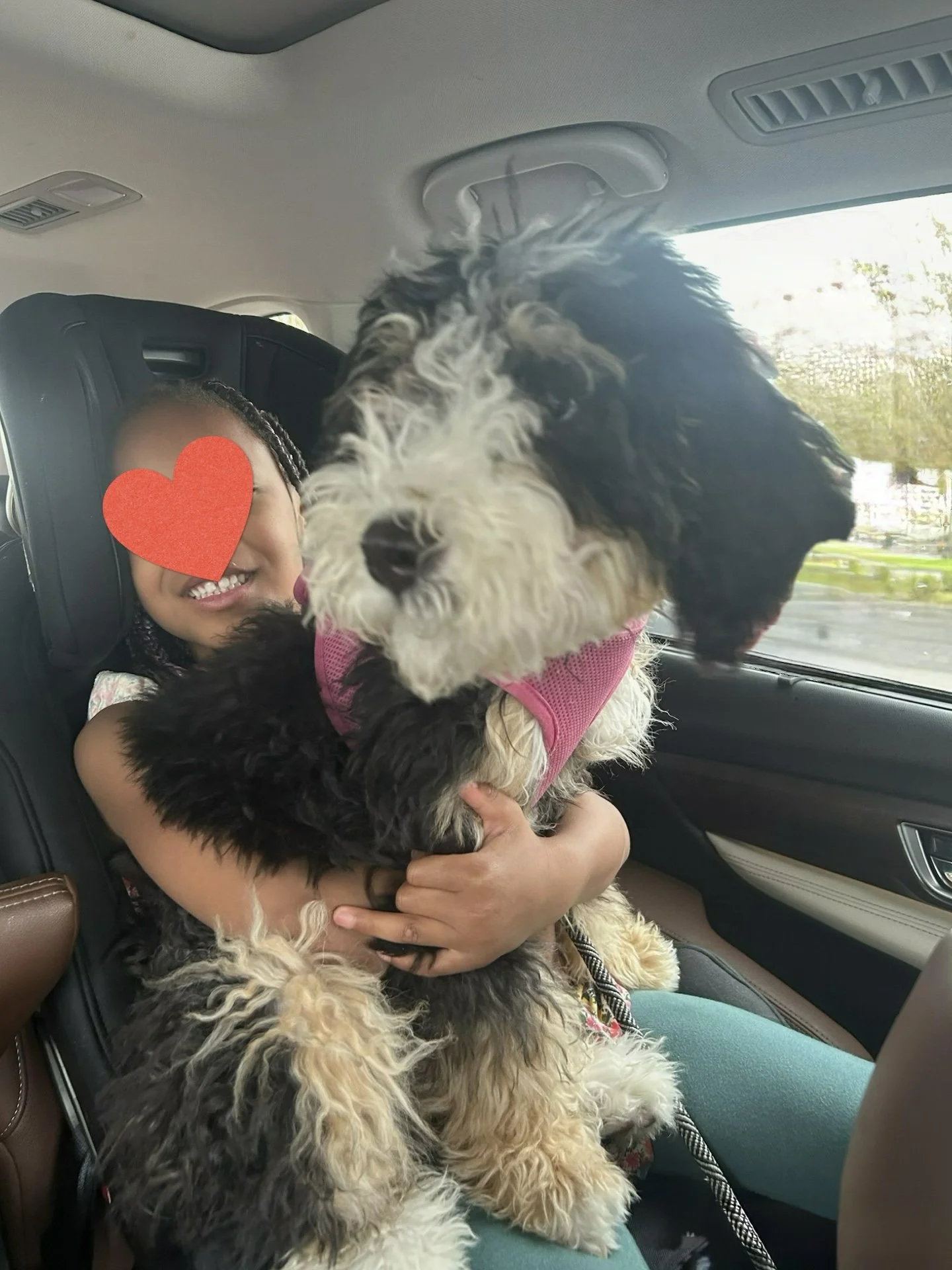 A smiling girl with a red heart covering her face, sitting in a car seat, holding a large black and white dog. The dog is facing the girl and wearing a pink harness. The car interior and a window showing trees are visible in the background.