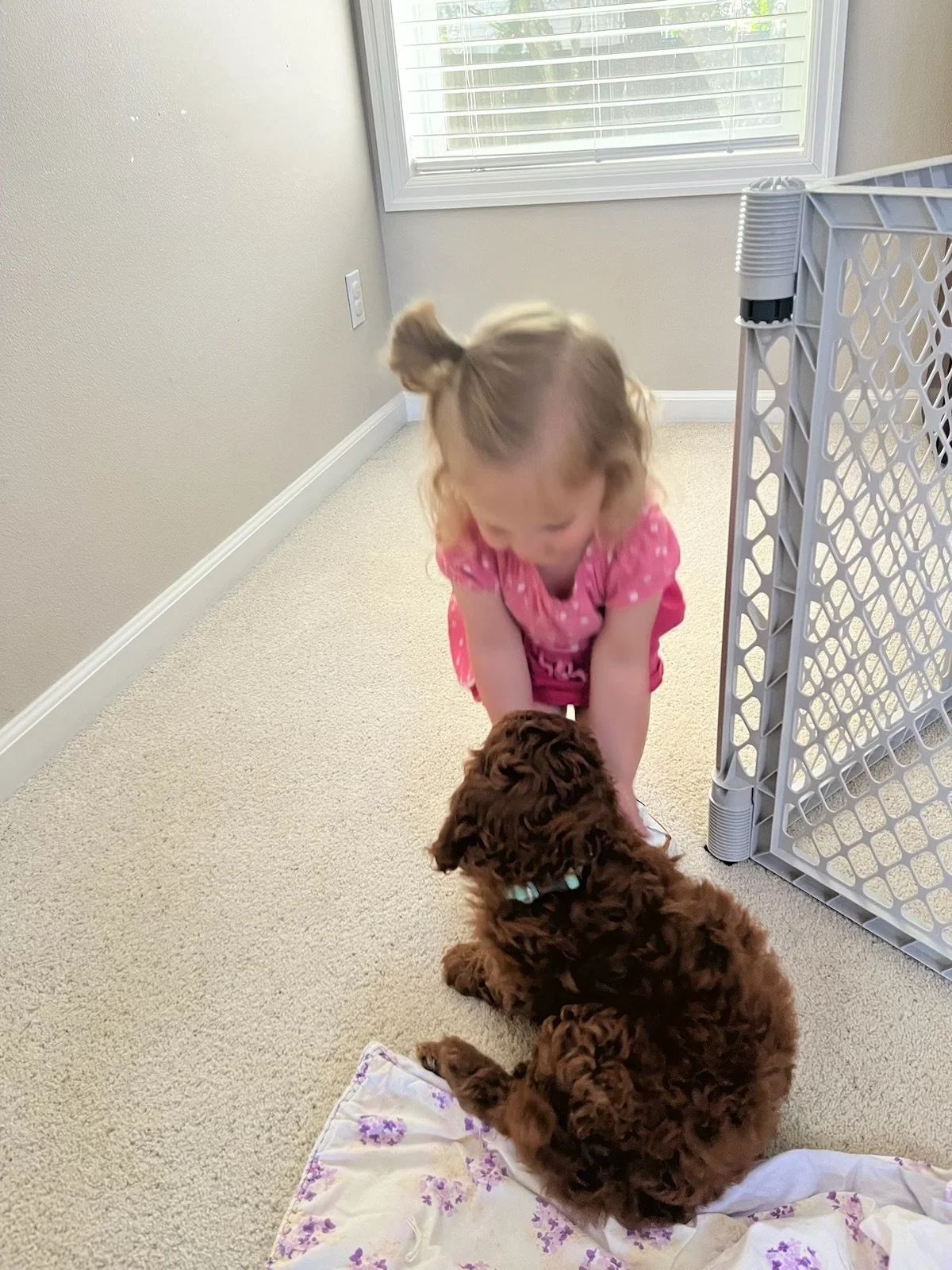 A young girl in a pink dress is bending over playfully with a brown puppy on a white floral blanket in a sunlit room with beige walls and a large window.