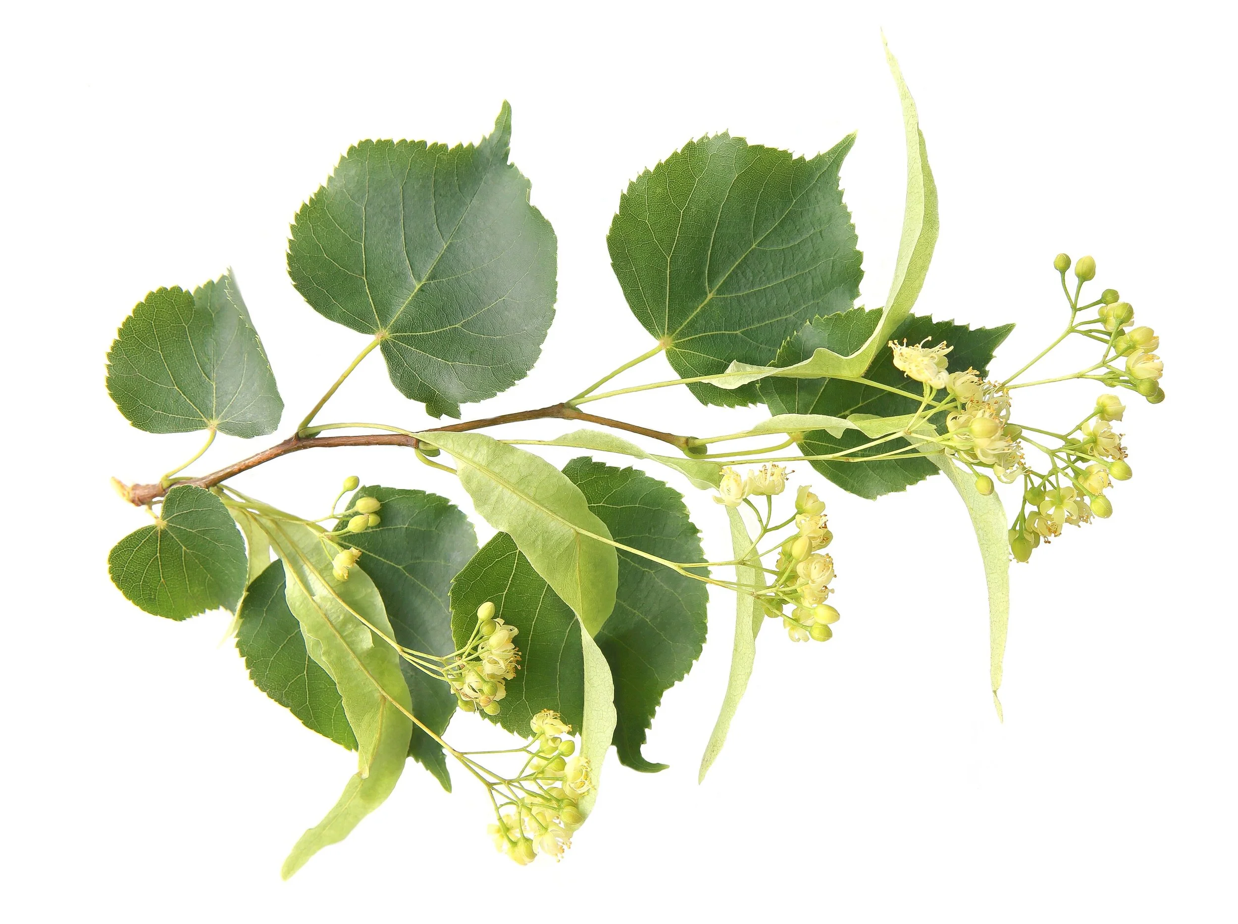Slideshow_Linde_shutterstock_1434251072_©giedre vaitekune 2019 Shutterstock..jpg