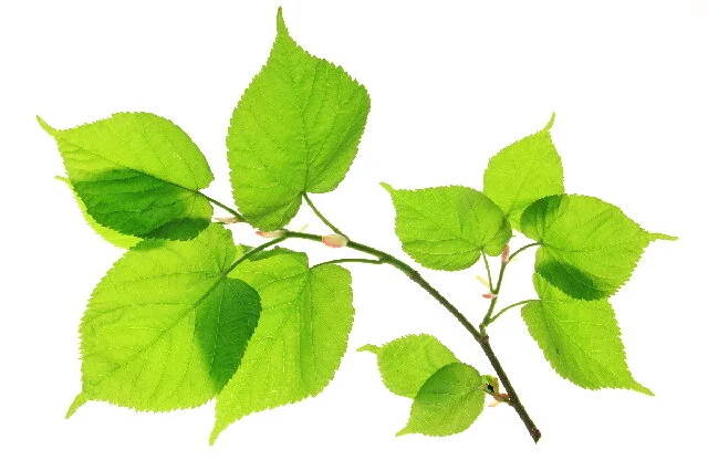Frische Blätter