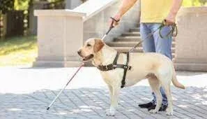 Can I Have a Service Animal in My Apartment? What You Need to Know