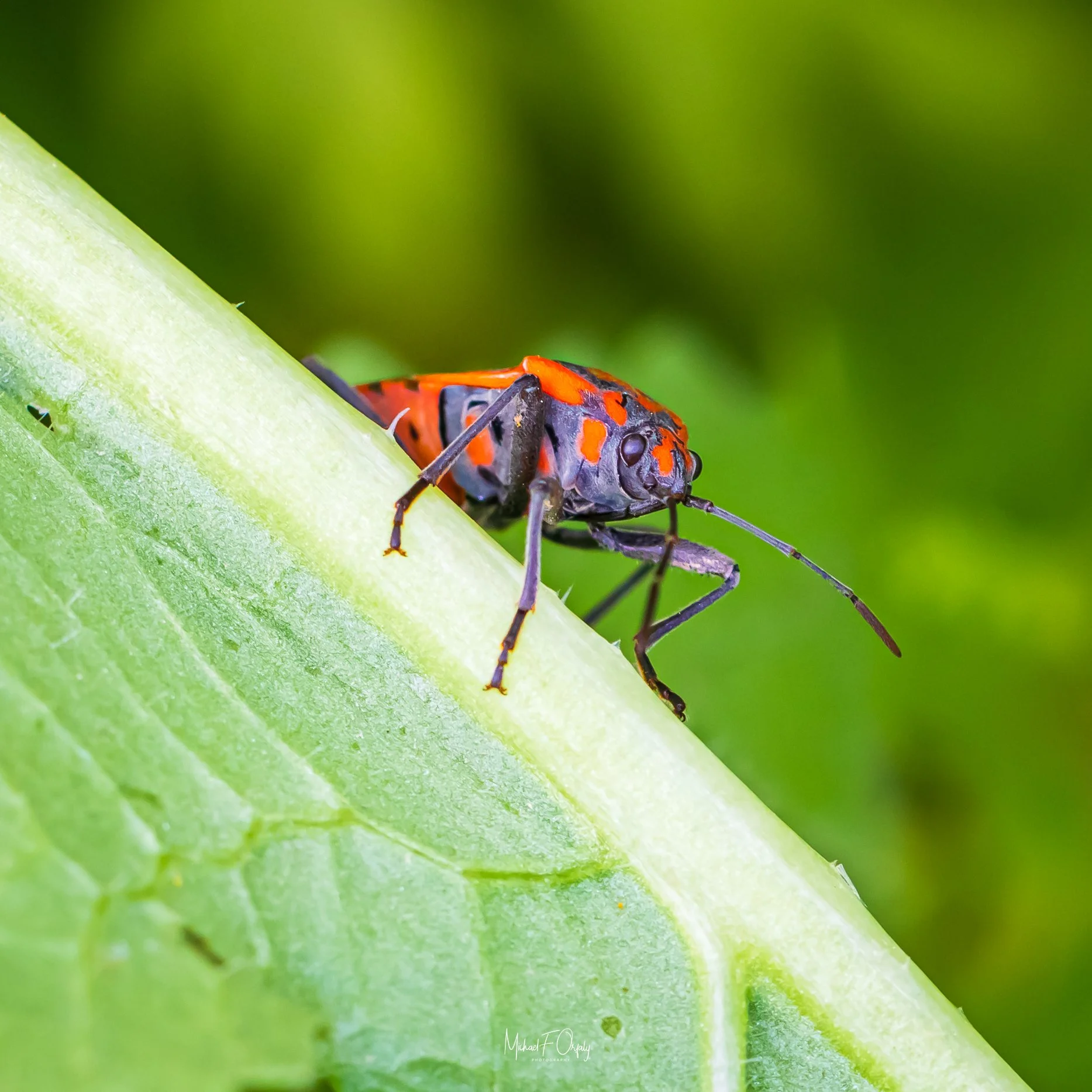 Insects