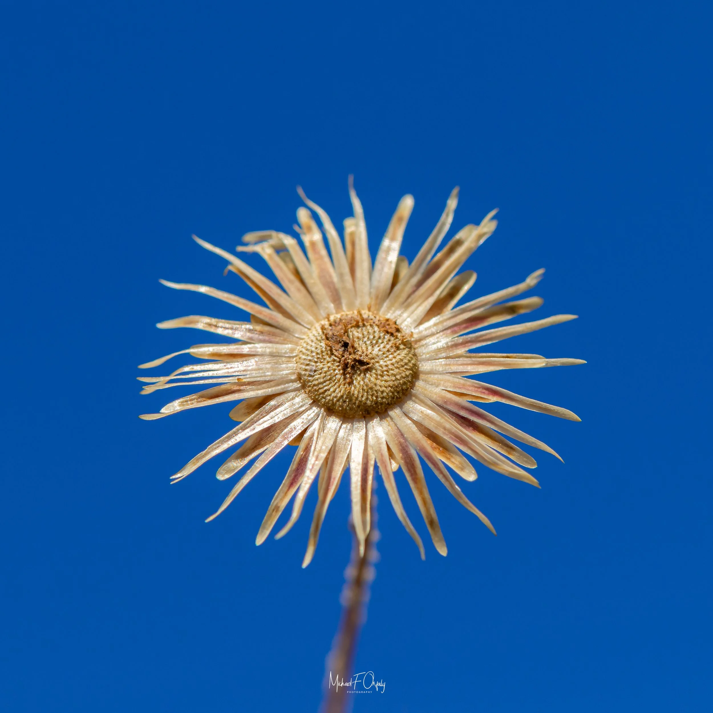 20200525-_7D29161.jpg