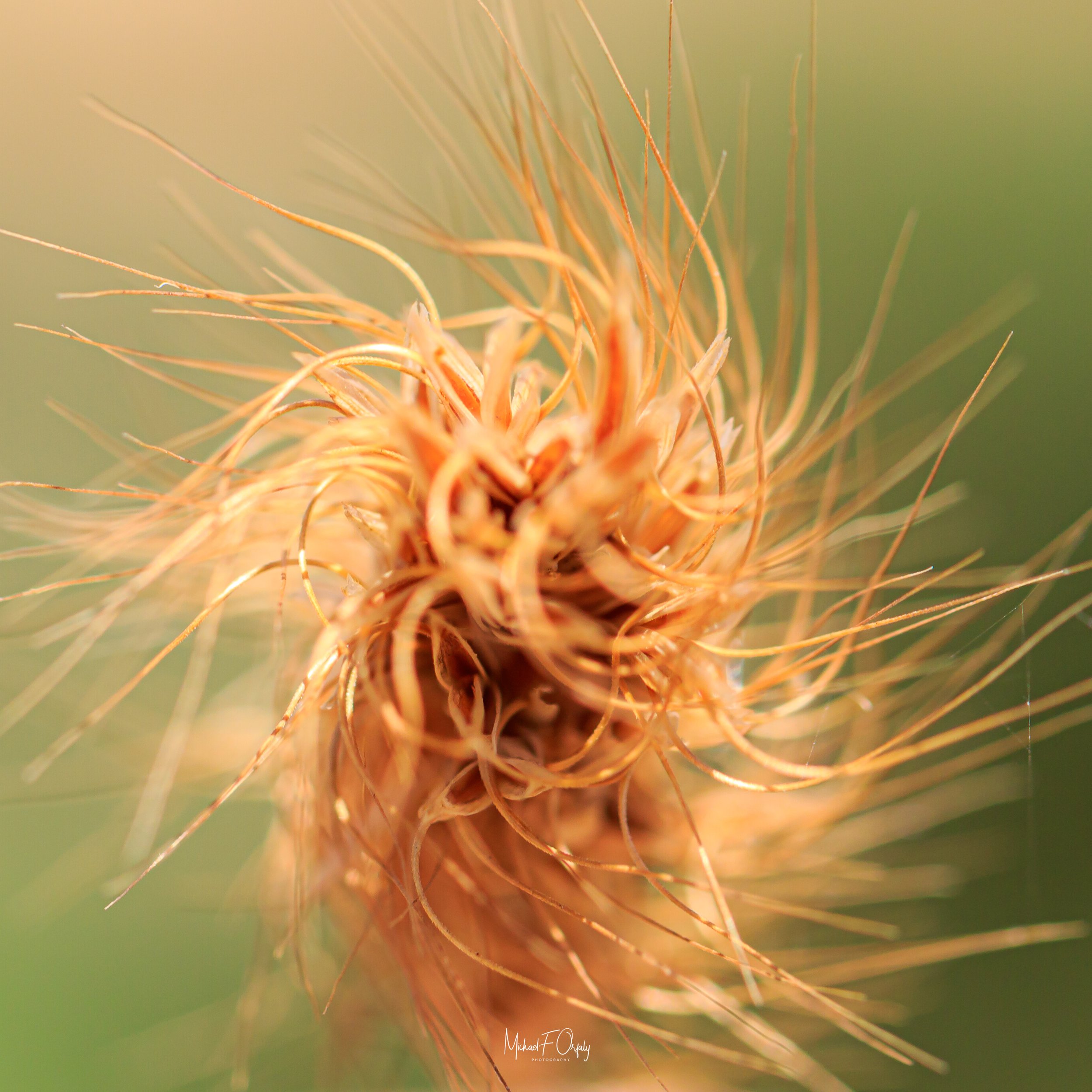 20200525-_7D29222.jpg