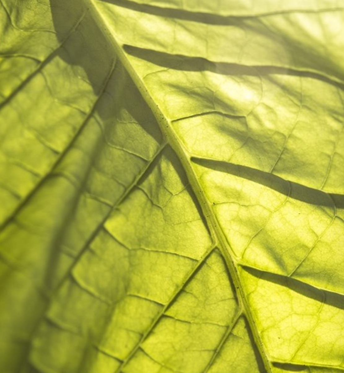 Scandinavian Tobacco Group - internal communications senior specialist