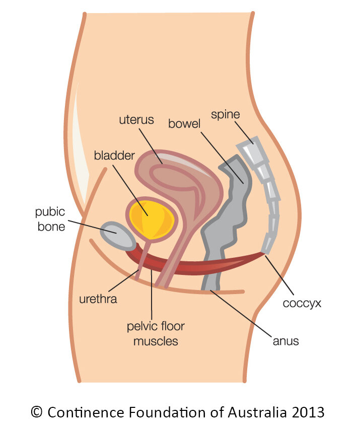 Barrie Pelvic Floor Physiotherapy