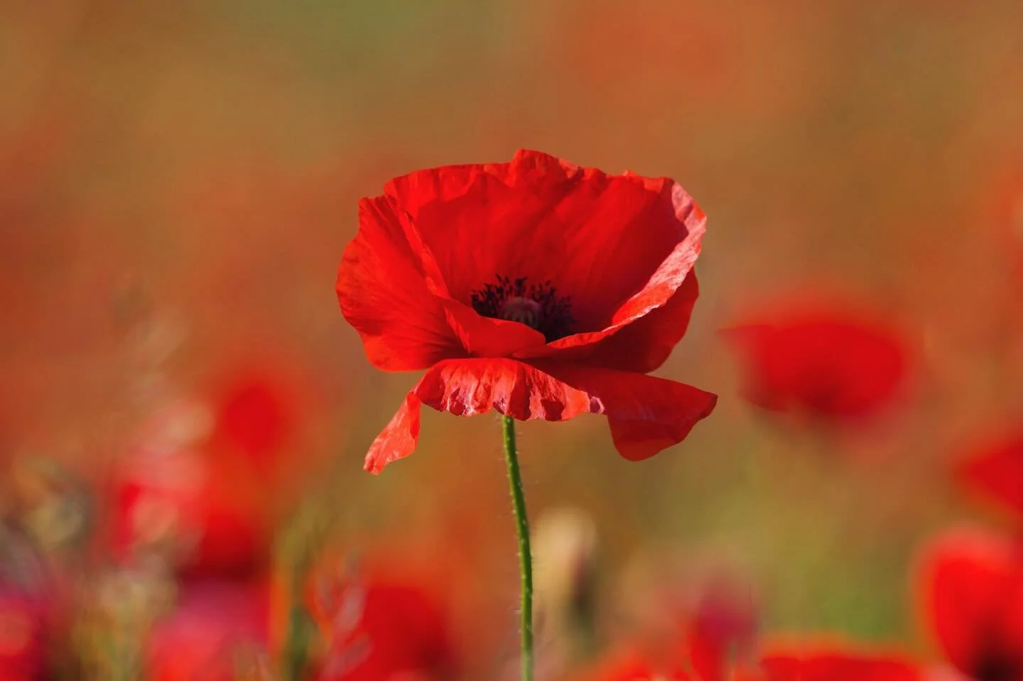 Lest we forget. 🌹

Today, we honour the bravery, sacrifice, and resilience of those who served and continue to serve around the world. Tide stands with you in remembrance, gratitude, and respect.

#lestweforget🌹 #remembranceday #honourthefallen