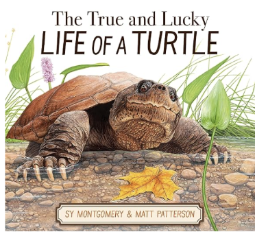 The True and Lucky Life of a Turtle by Sy Montgomery, Illustrations by  Matt Patterson 

This true story follows a turtle who spends decades traveling between his summer and winter ponds, unaware that one October day, his routine will take an unexpec