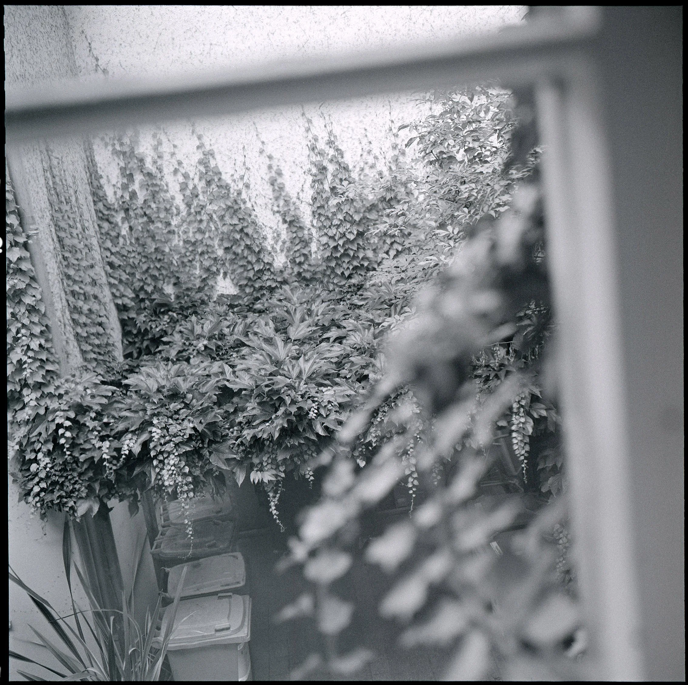 Fenster zum Hof, Berlin 2025, DIE UREINWOHNER