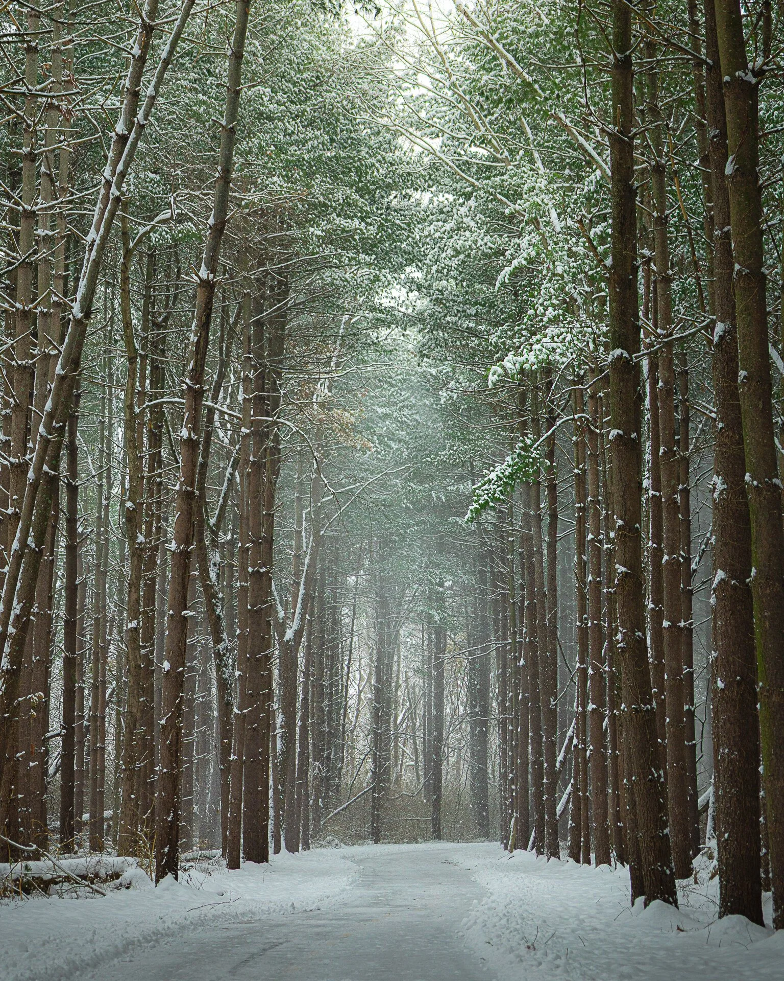 Winter in the Woods