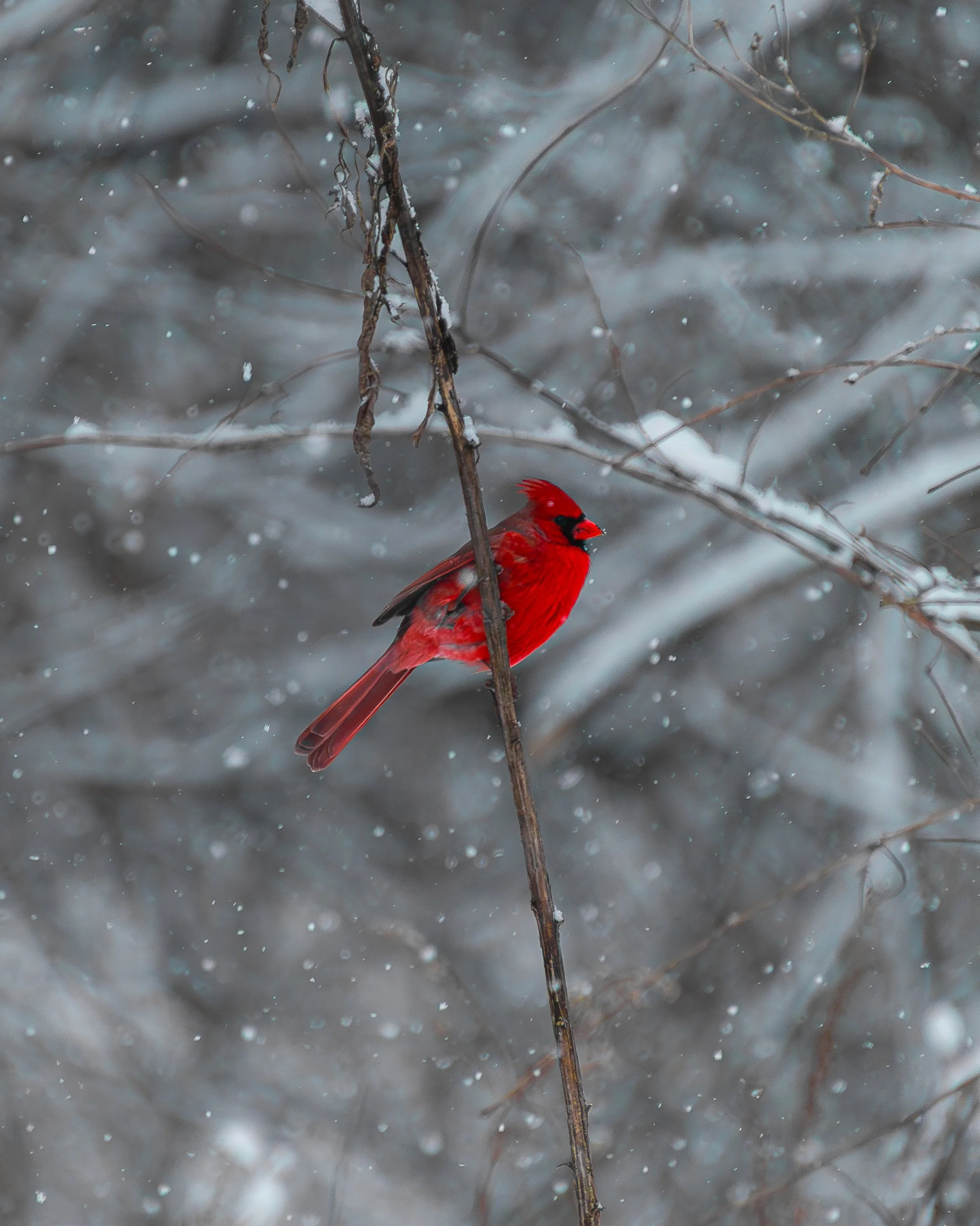 0C6A3950-Enhanced-NR.jpg
