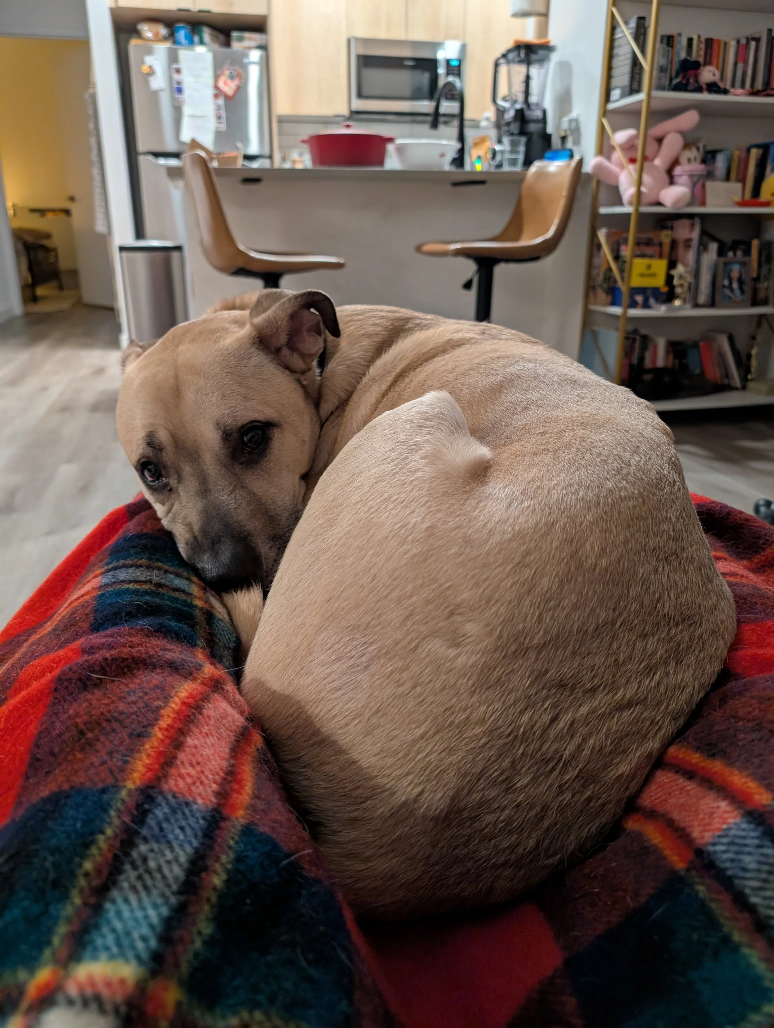 Cute dog lying on a plaid blanket in a woman's lap.