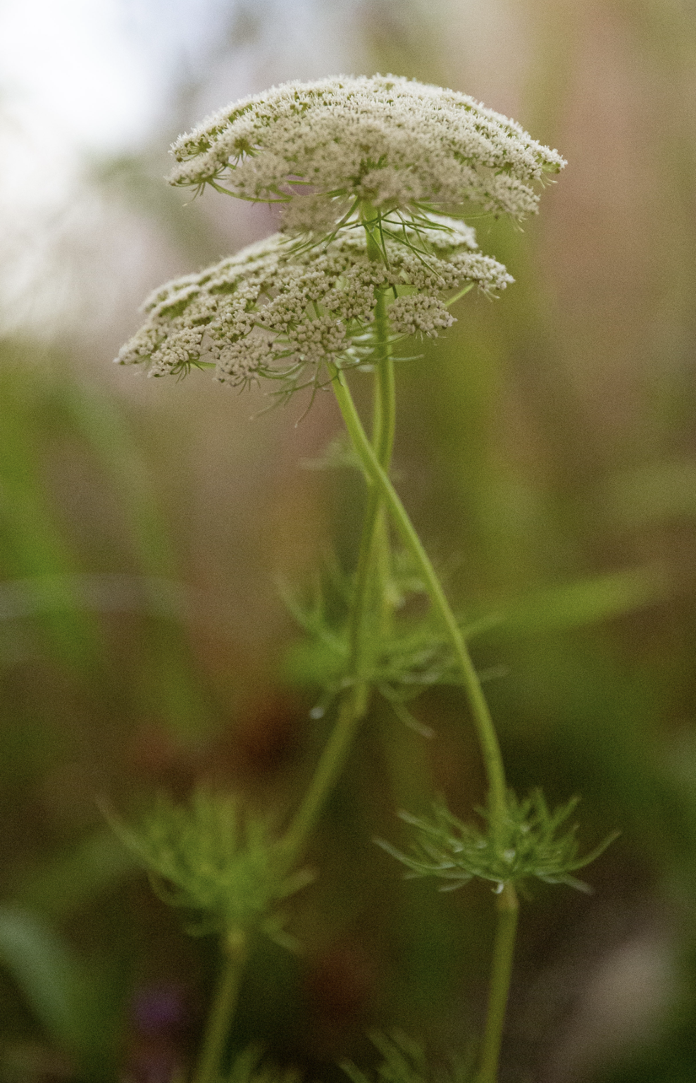 Screenshot 2025-12-23 at 7.39.38 PM.png