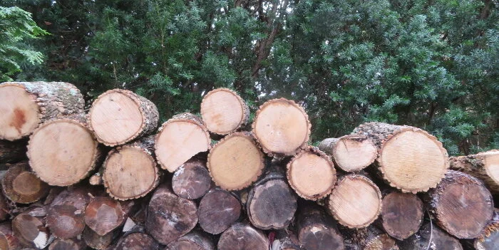 logs.jpg