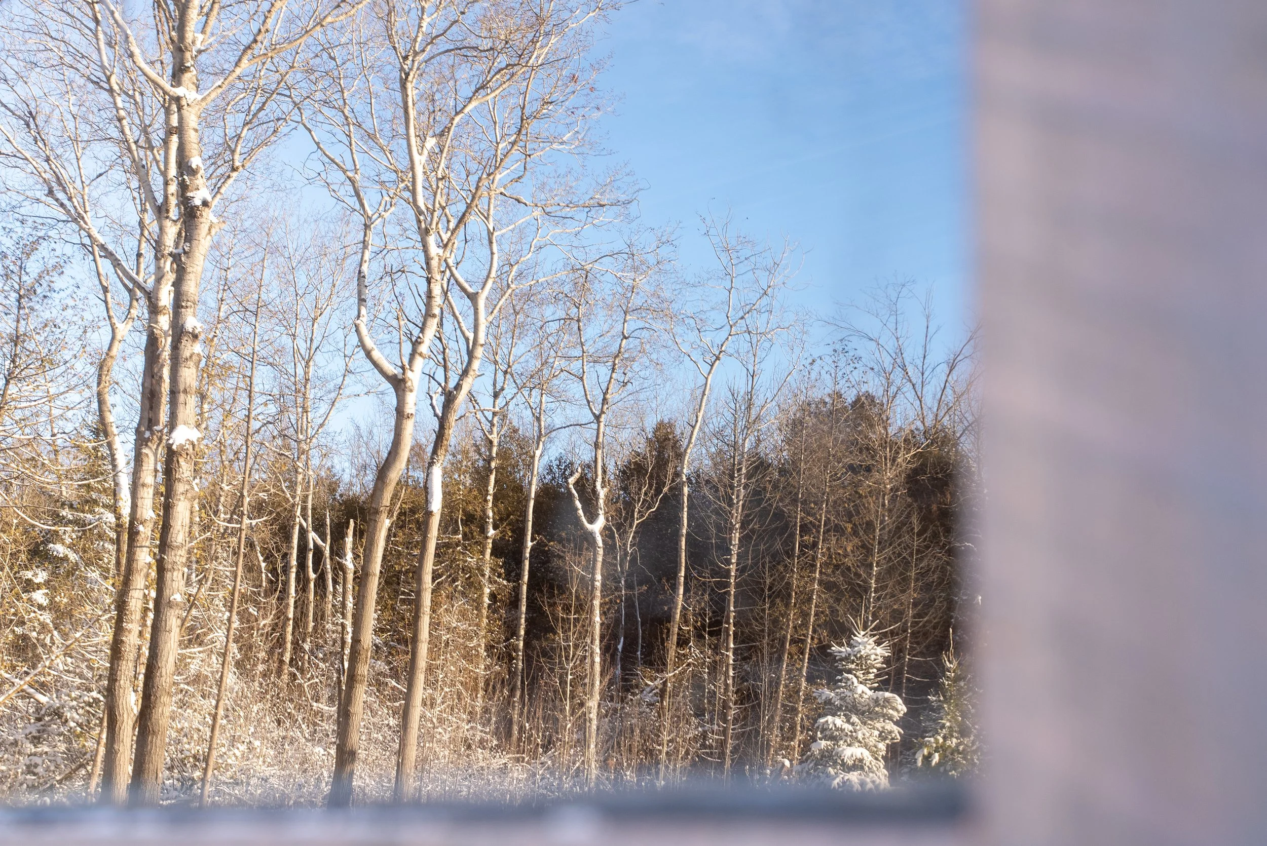 Pines Sauna-13.jpg