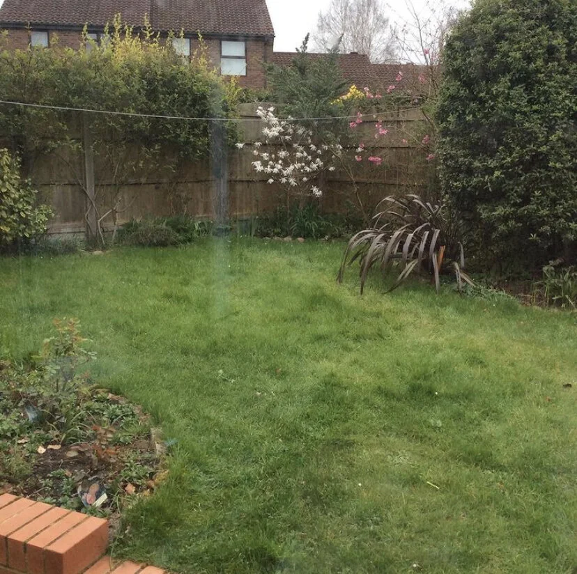 A backyard garden with a green lawn, various plants and shrubs, a wooden fence with laundry lines, and a house with windows in the background.