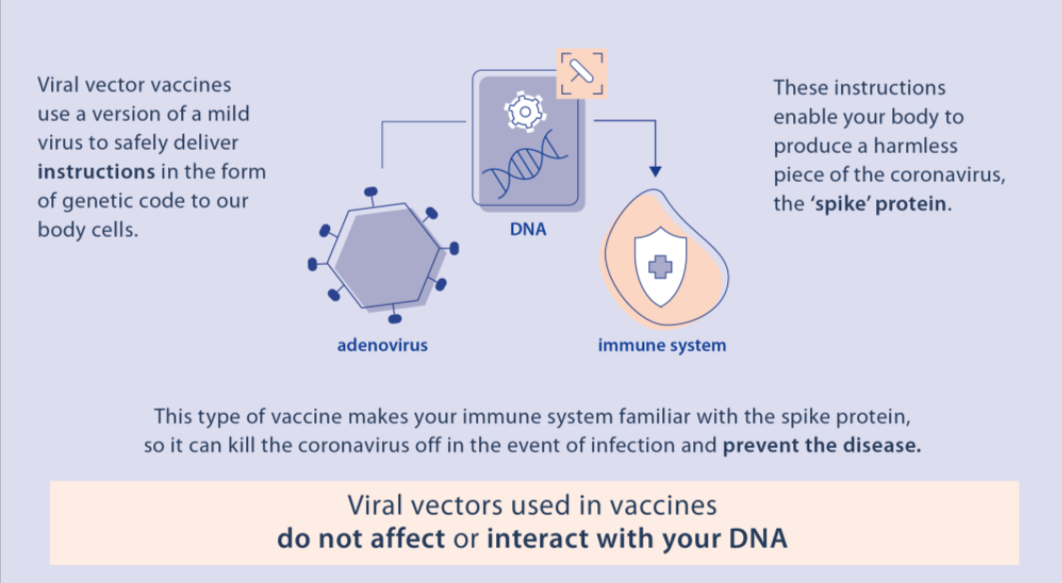 Source: European Vaccination Information Portal. Another infographic from the Portal explains that the newly created immune defence should also destroy the vaccine vectors, so they do not remain in the body.